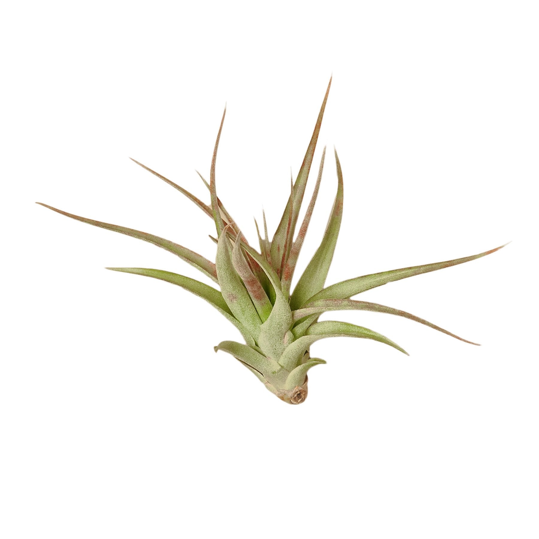 A small air plant on a white background at the best nursery near me.