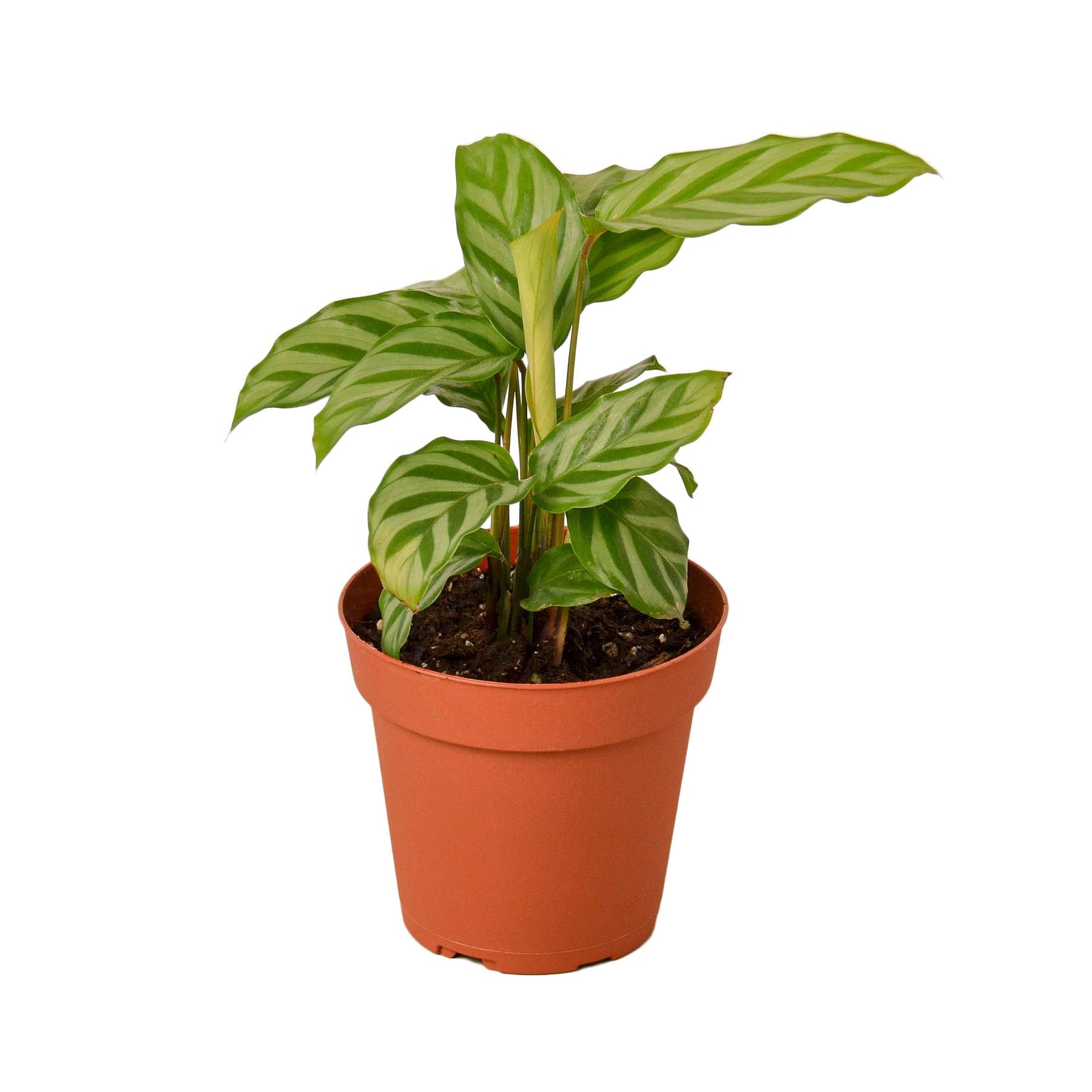 A small plant in a pot on a white background, showcasing the best garden center near me.