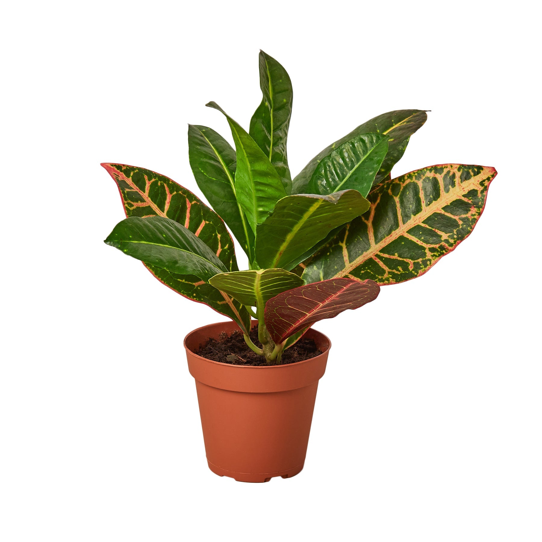 Looking for the top plant nurseries near me to find the perfect potted plant with red and green leaves? Look no further!