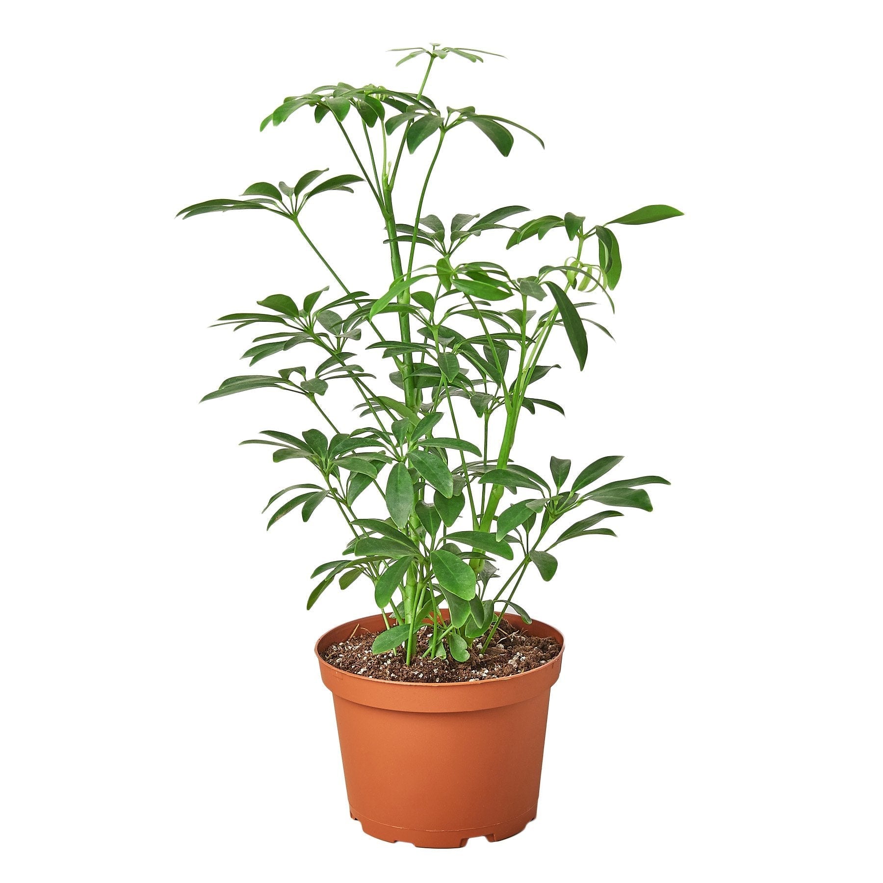 A plant in a pot on a white background at a garden center.
