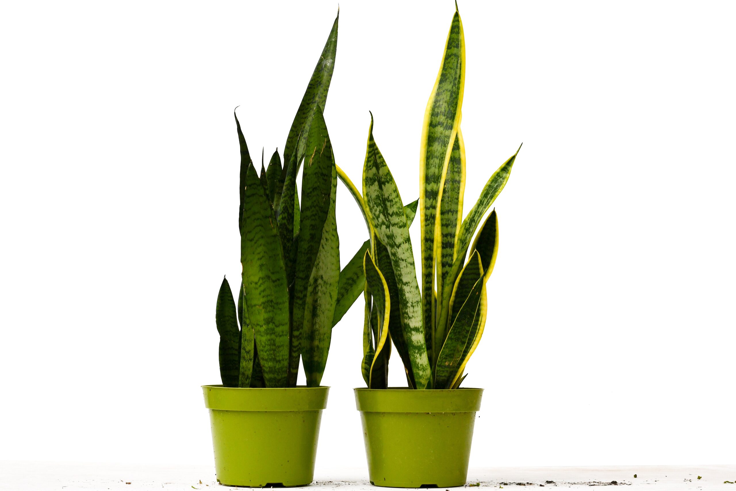 Two snake plants in green pots on a white background at a plant nursery near me.