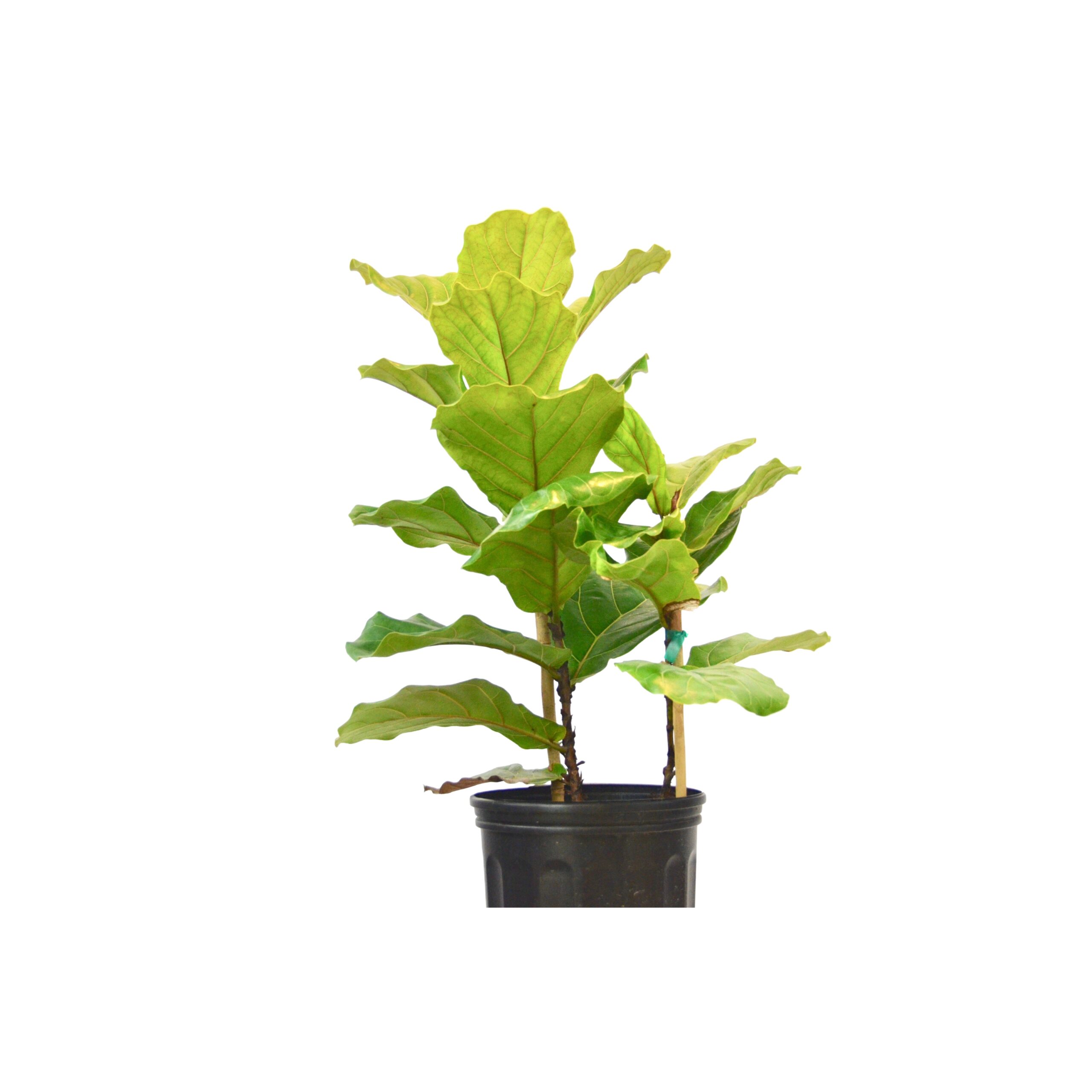 A fig tree in a black pot on a white background available at the best plant nursery near me.