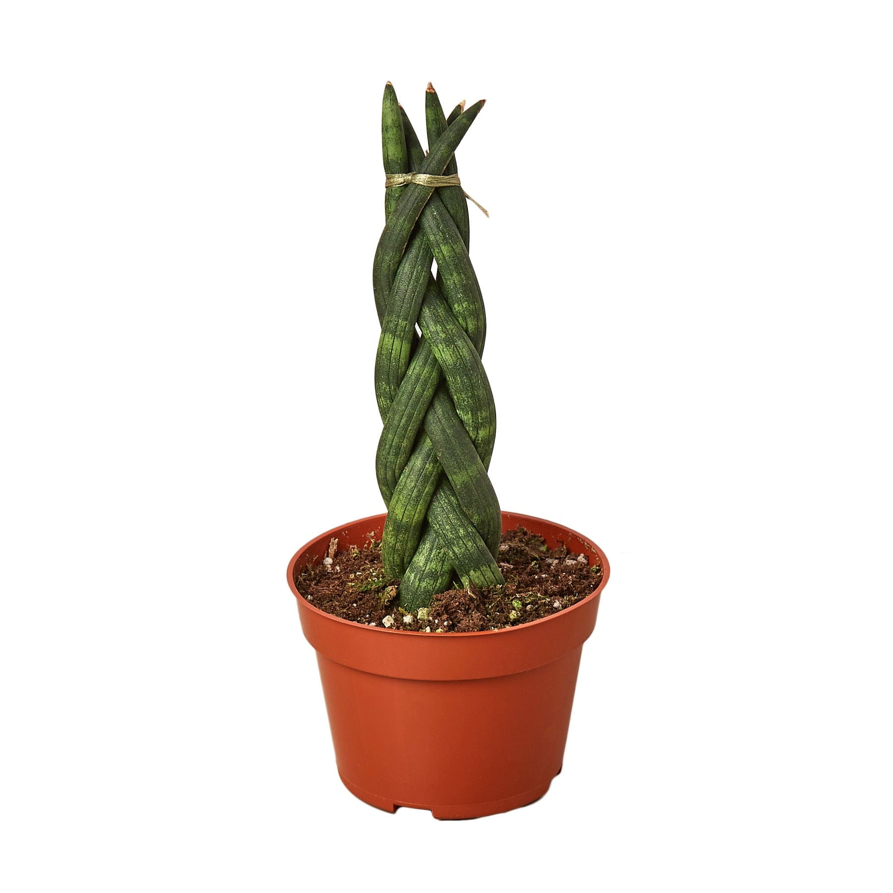 A snake plant on a white background.