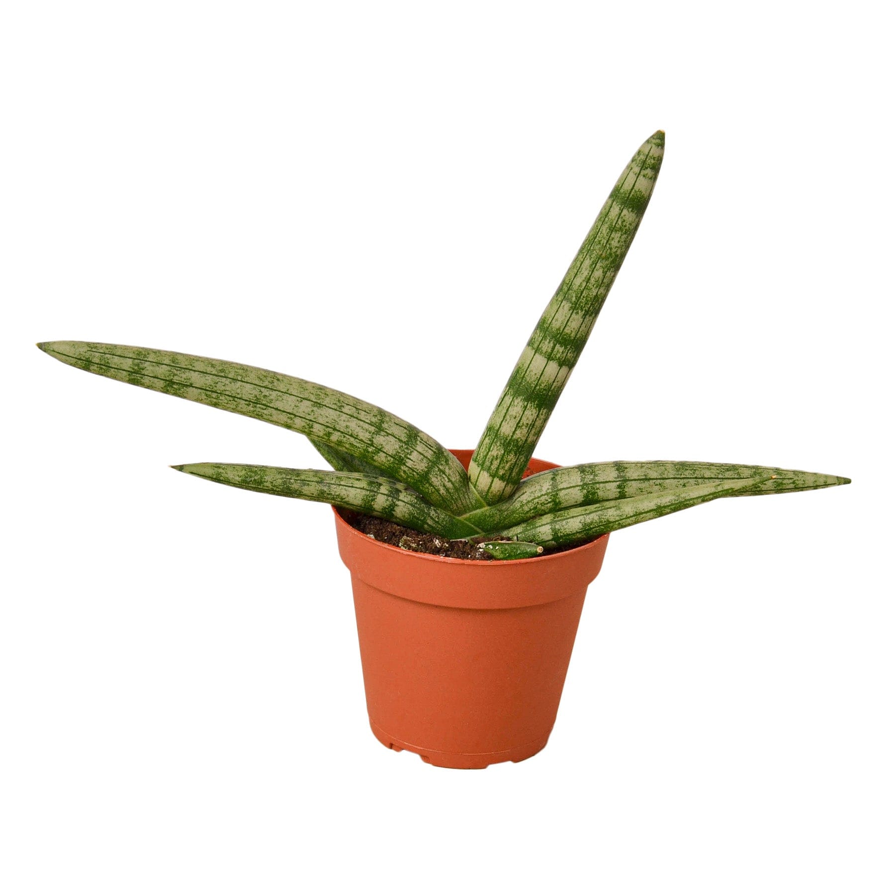 Aloe vera plant in a pot on a white background, available at a nearby garden center.