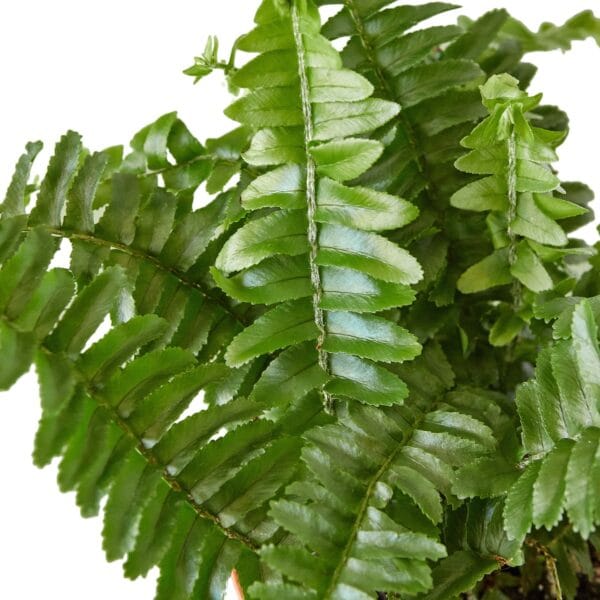 A fern plant in a pot on a white background. Best garden center near me.
