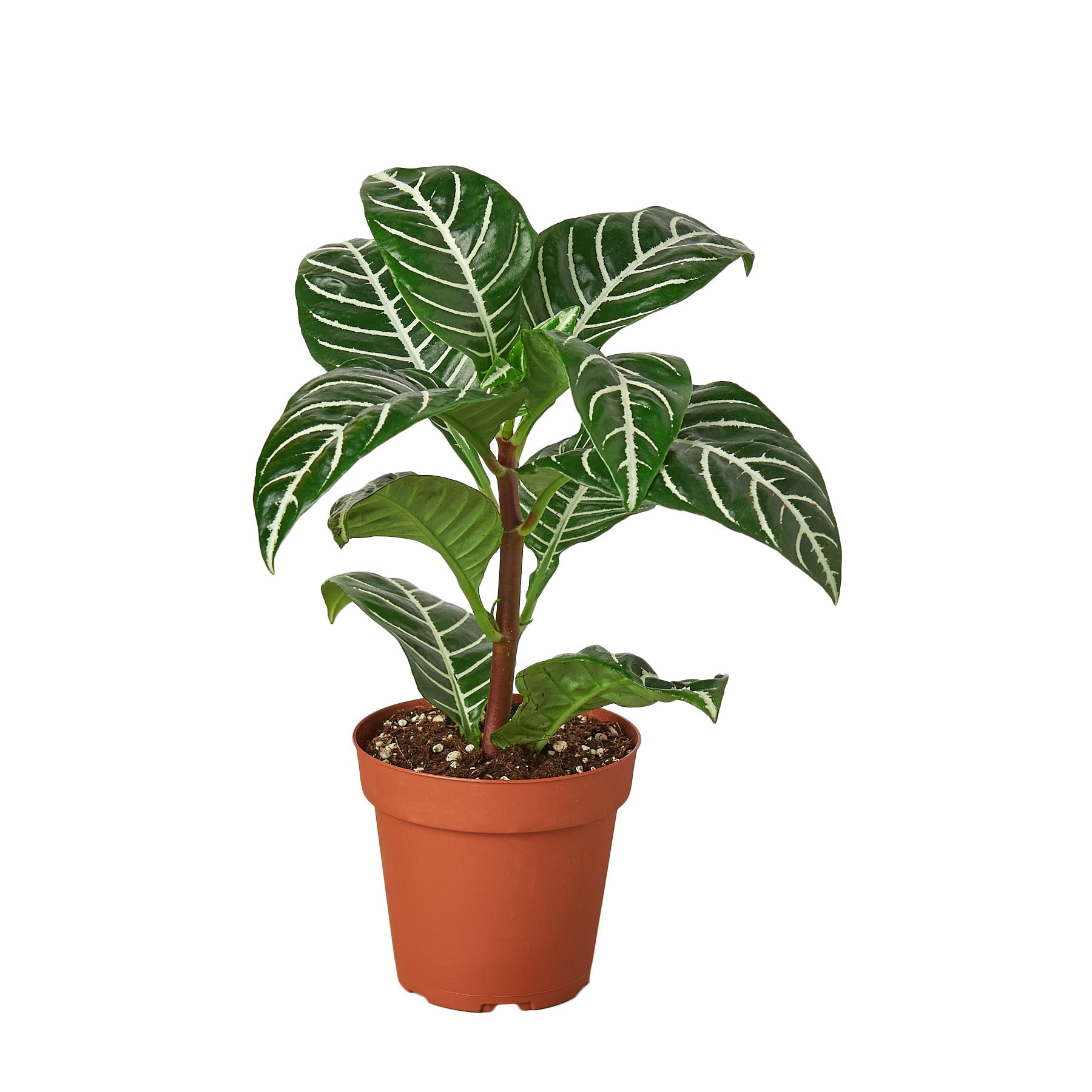 A potted plant on a white background at a garden center.
