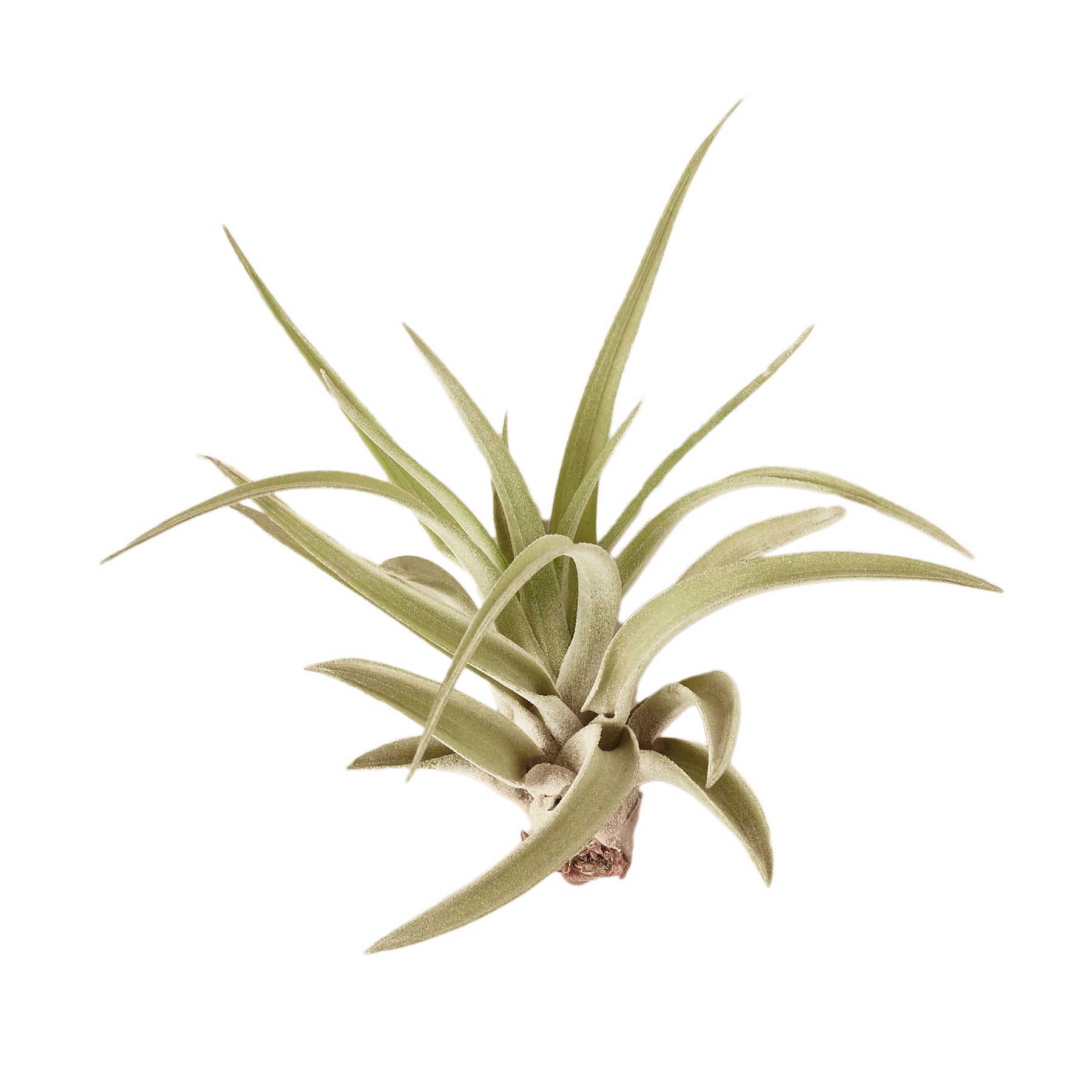An air plant on a white background at the best plant nursery near me.