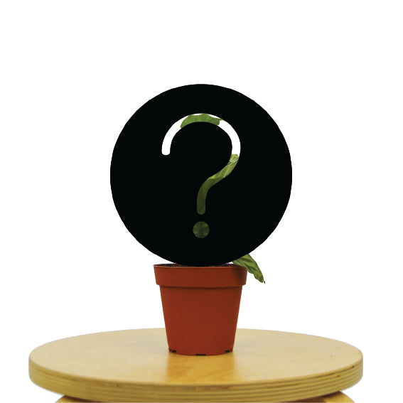 A plant pot with a question mark on it available at a nearby garden center.