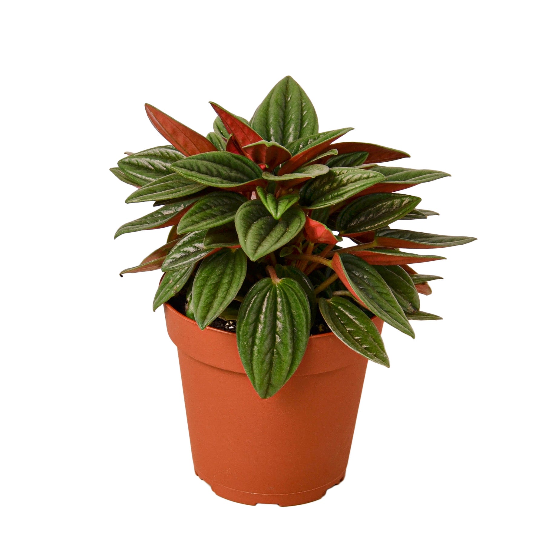 A red plant in a pot on a white background at the best garden center near me.