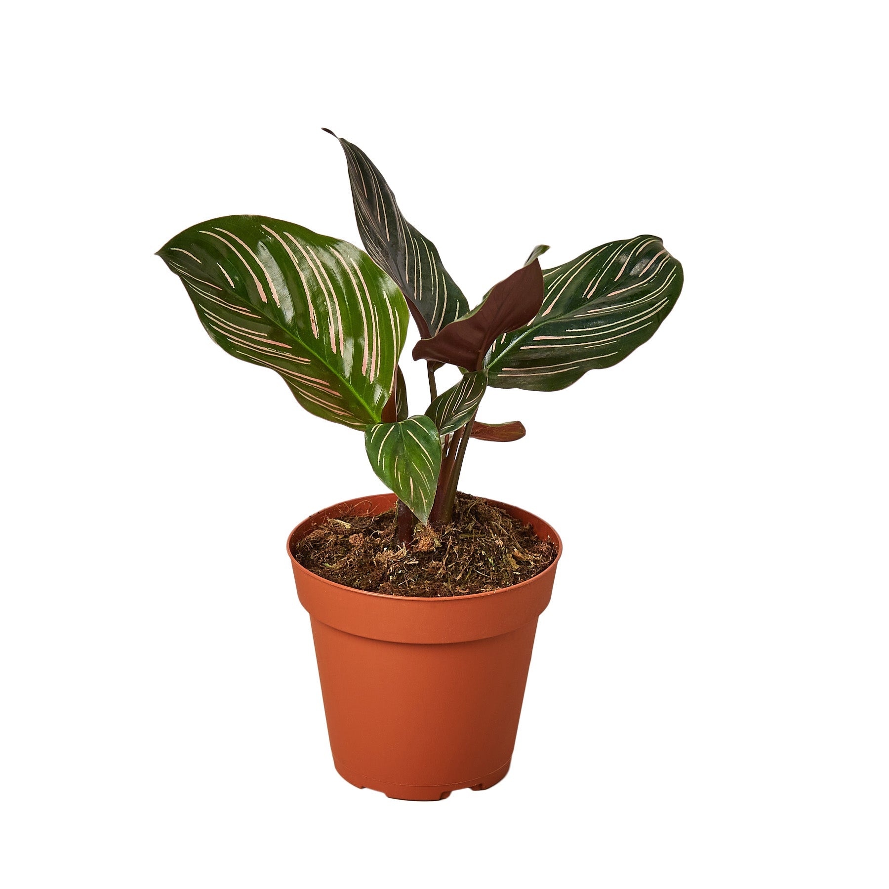 A small plant in a brown pot on a white background, available at top plant nurseries near me.