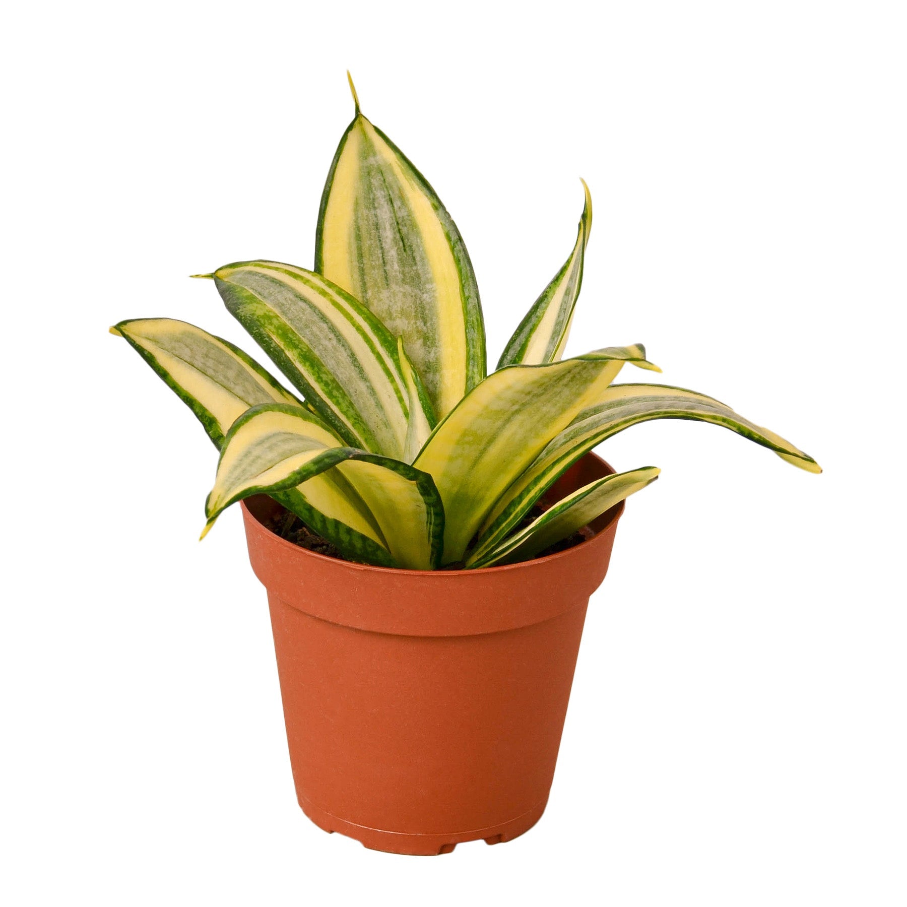 A snake plant in a pot on a white background at a plant nursery near me.