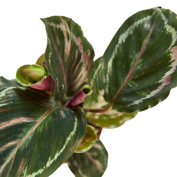 A close up of a plant with red and green leaves from a top garden center near me.