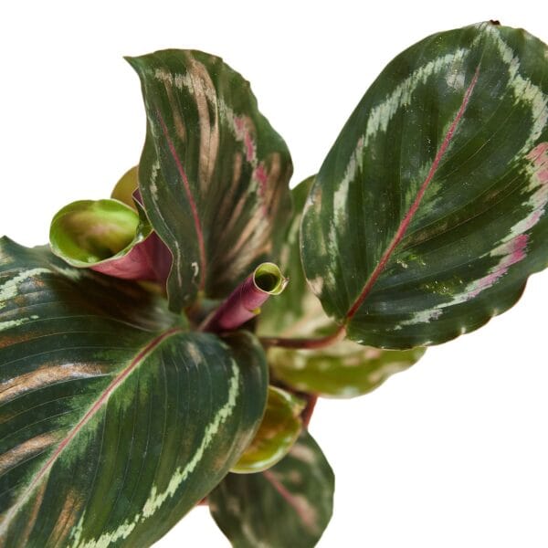 A close up of a plant with red and green leaves found at the best plant nursery near me.
