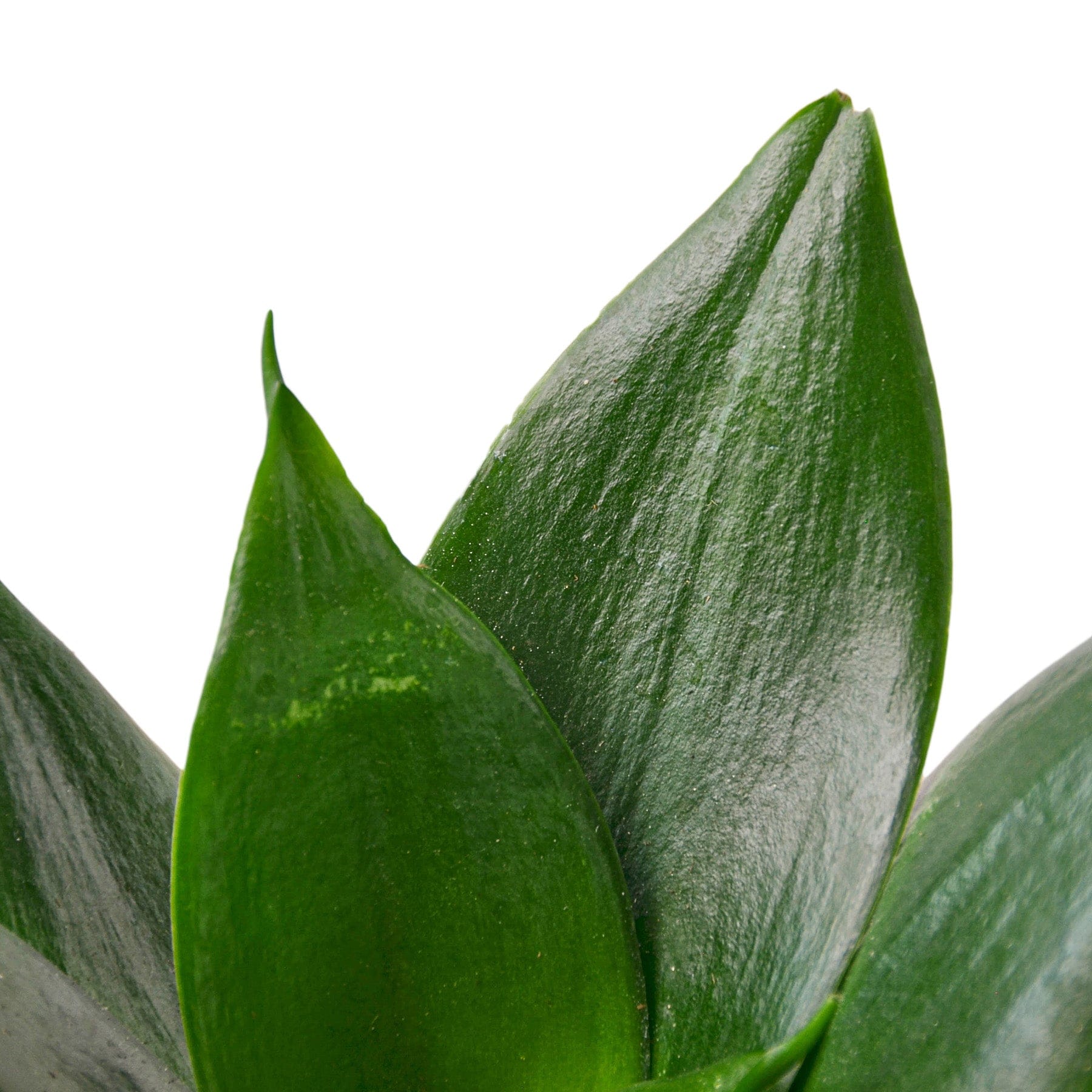 Tillandsia Air Plant Bulbosa - Green Thumb Nursery