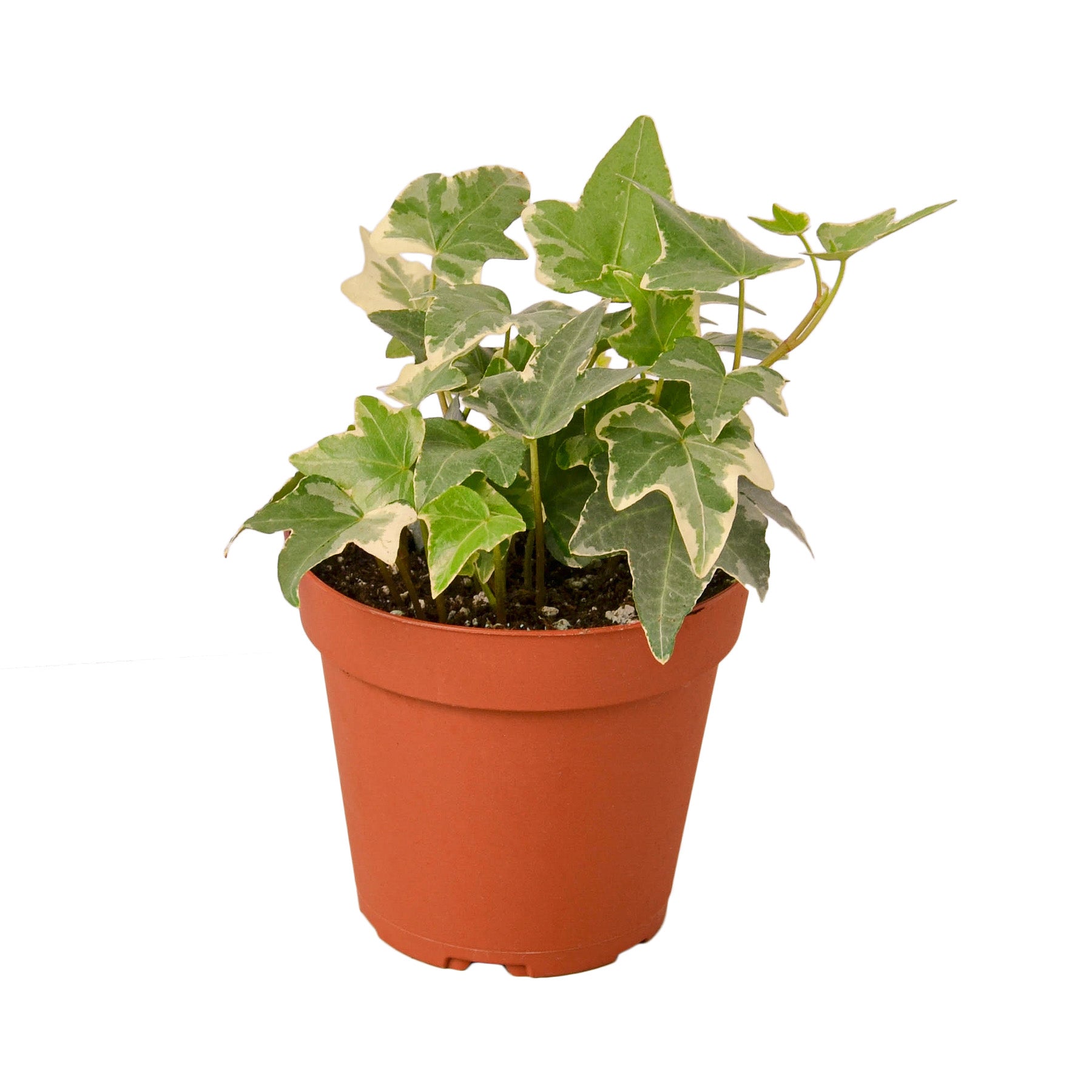 An ivy plant in a pot.