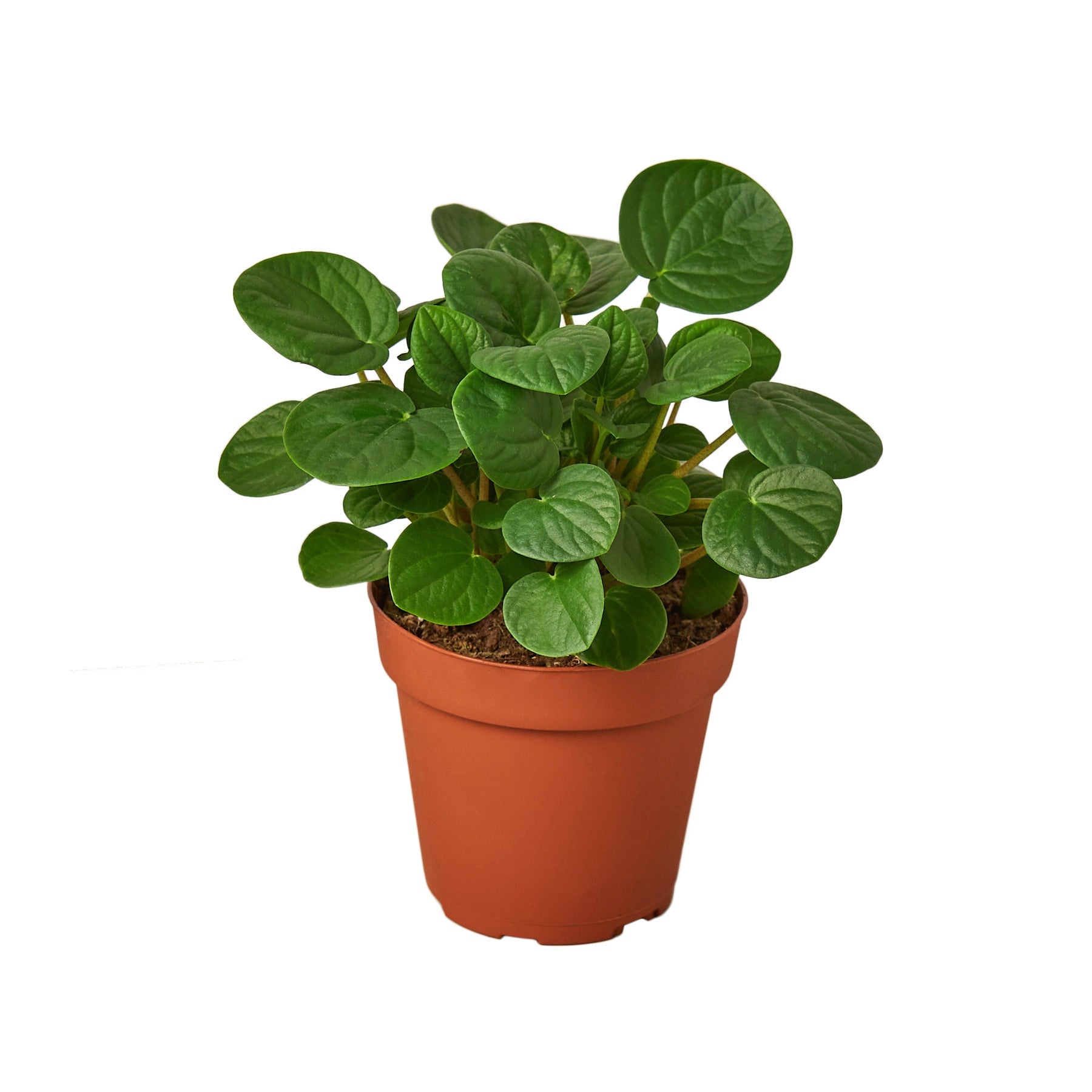 A small plant in a pot on a white background at a garden center near me.