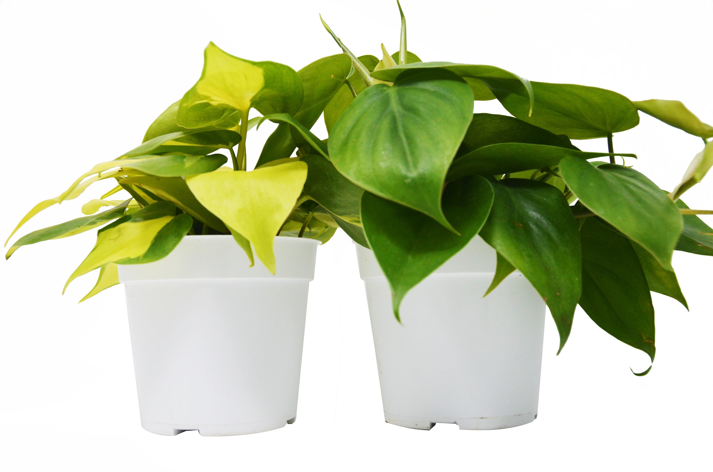 Two plants on a white background.