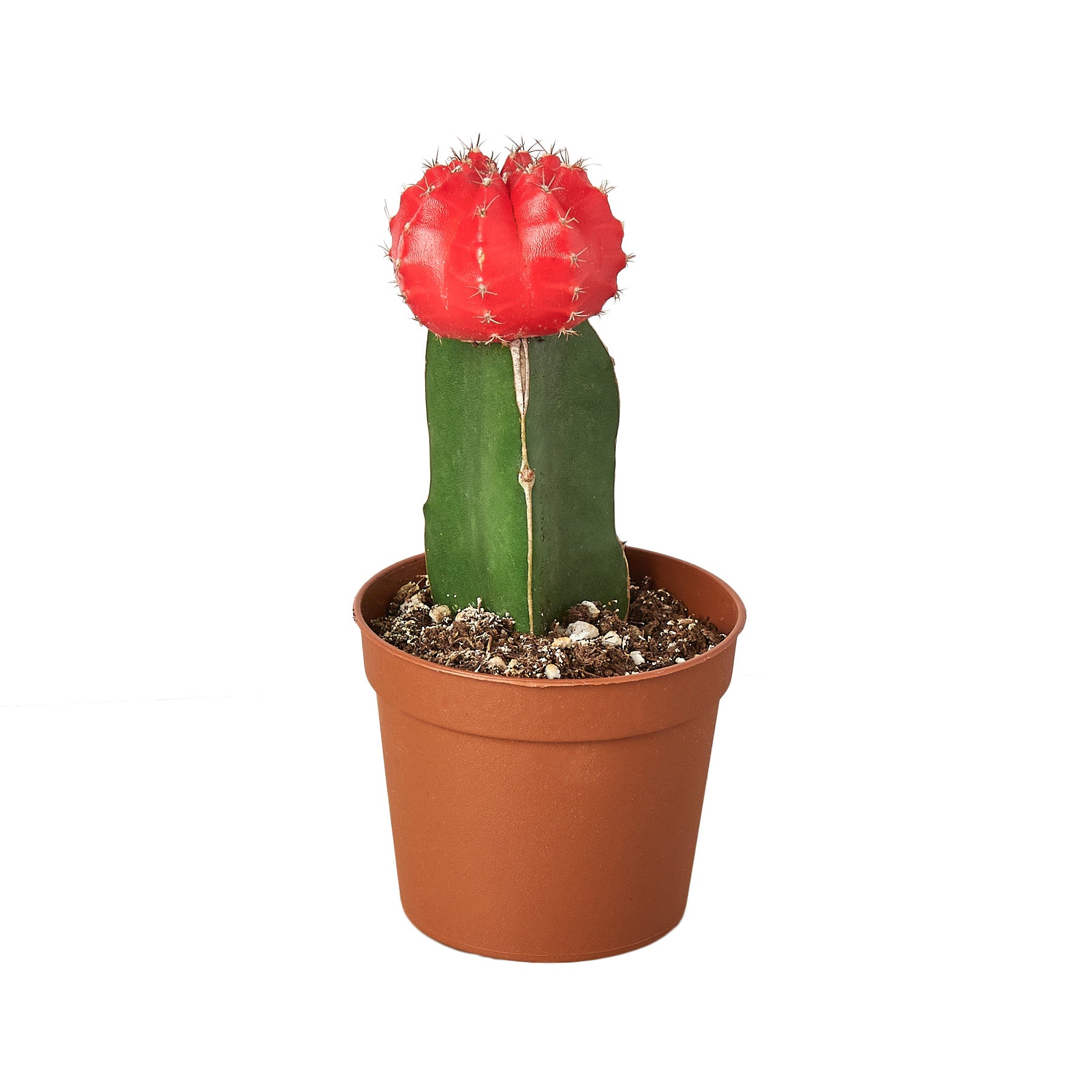A red cactus potted on a white background at a plant nursery near me.