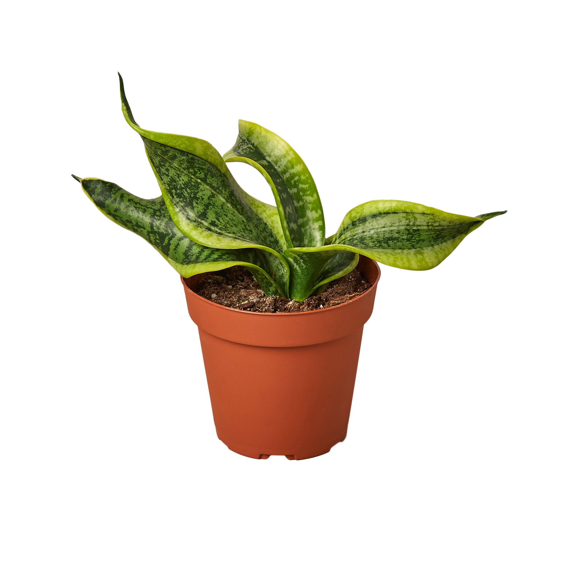 A snake plant in a pot on a white background at the best nursery near me.