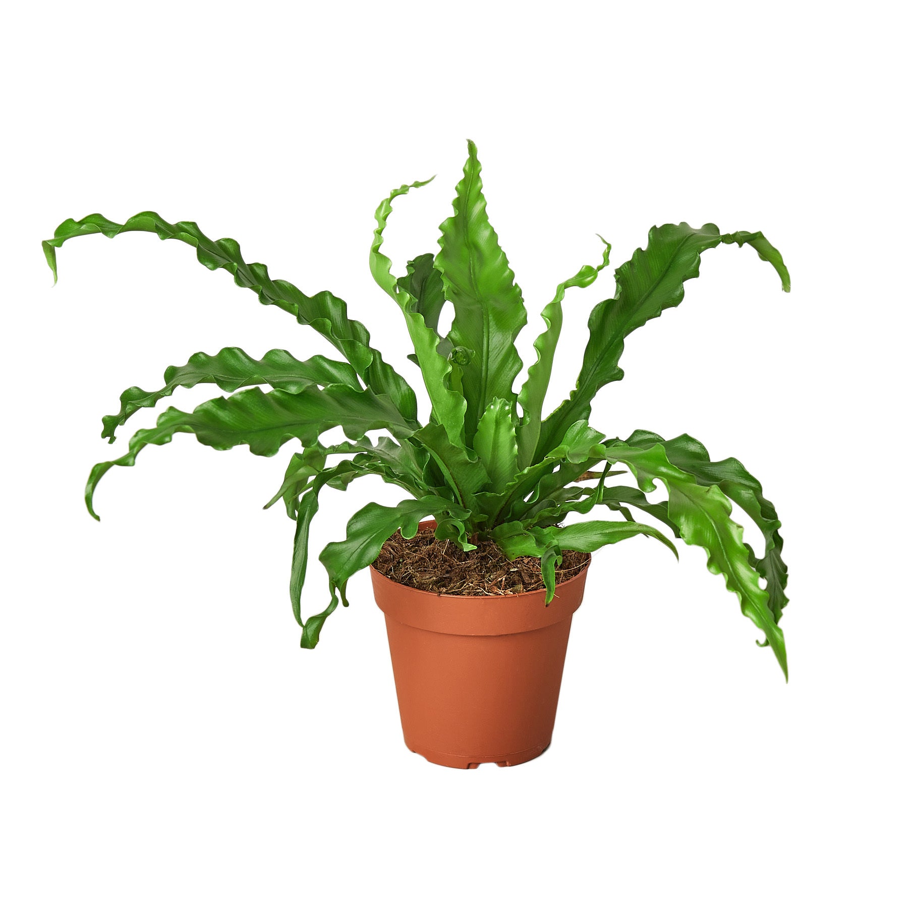A top-rated plant in a pot on a white background.