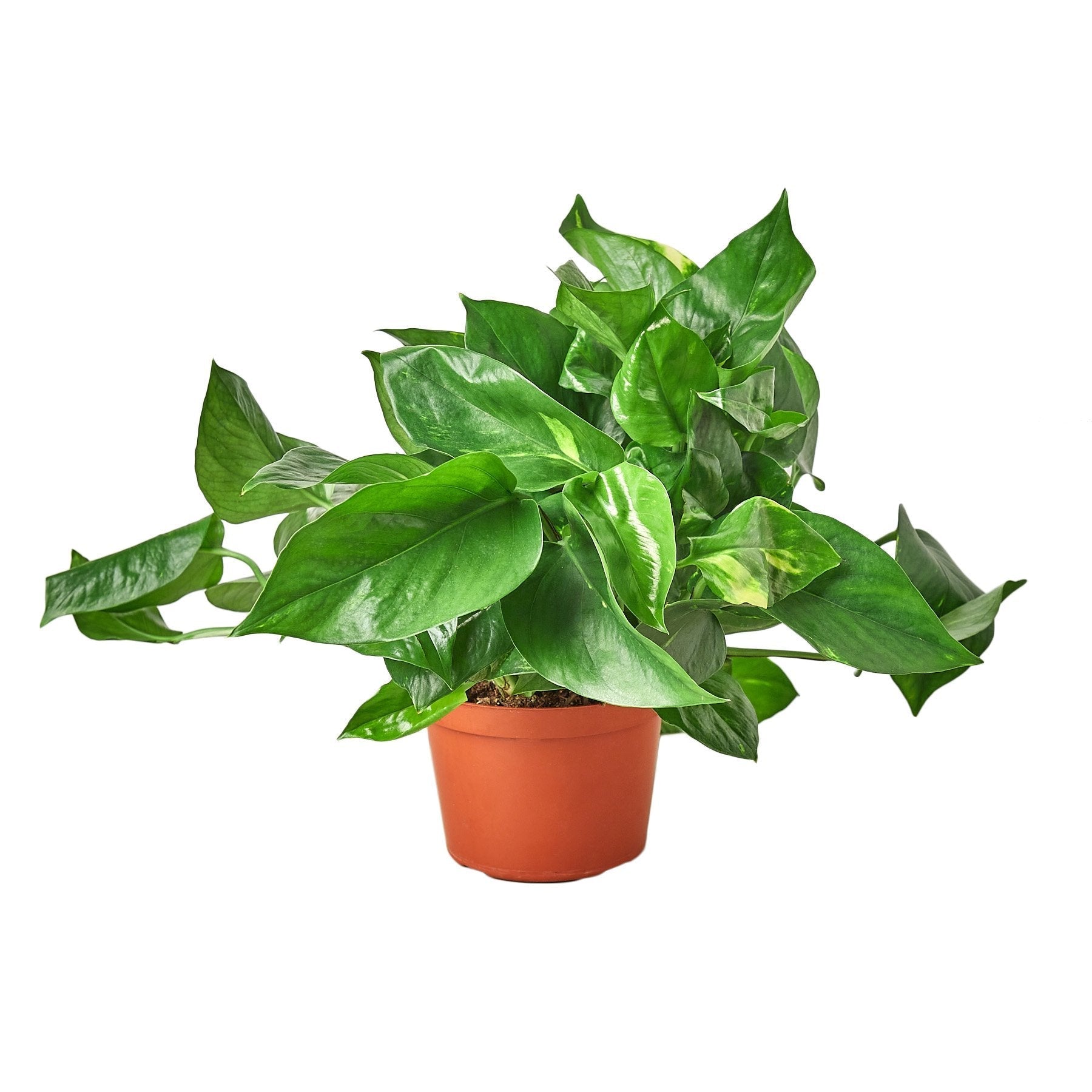 A potted plant with green leaves on a white background, available at a nursery near me.