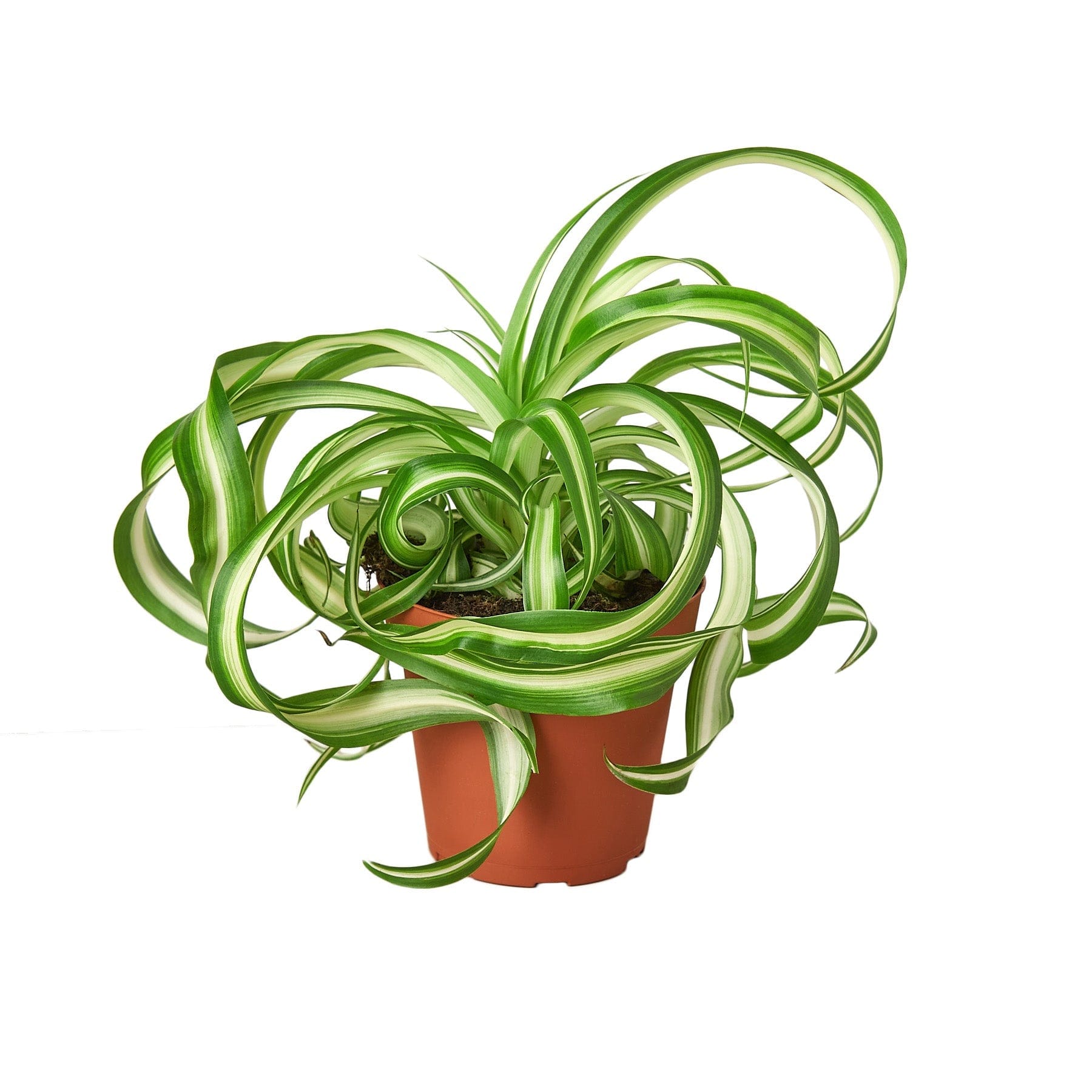 A green plant in a pot on a white background at the best nursery near me.