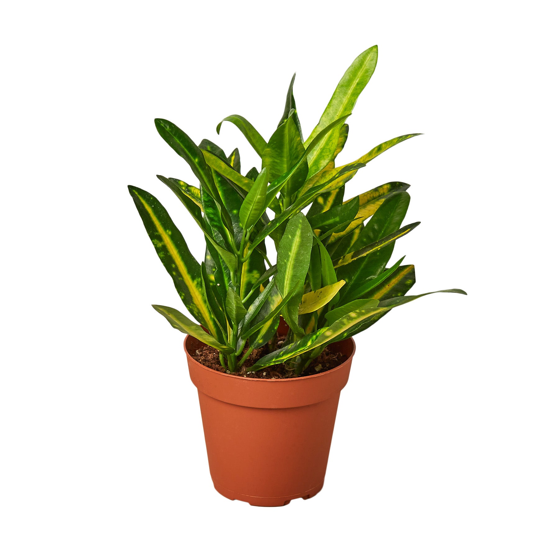A potted plant on a clean background.