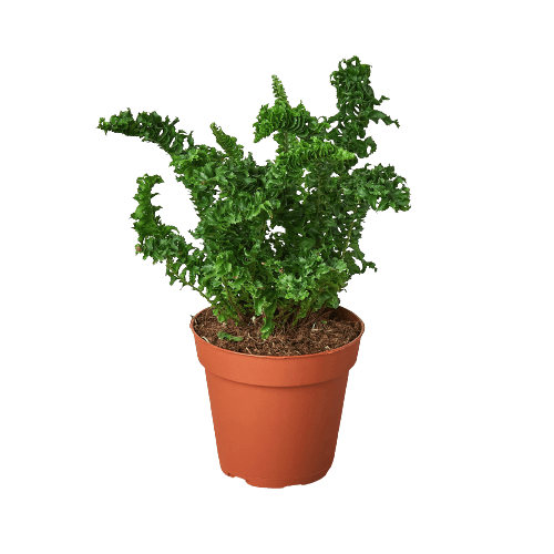 A small plant in a pot on a black background at the best nursery near me.