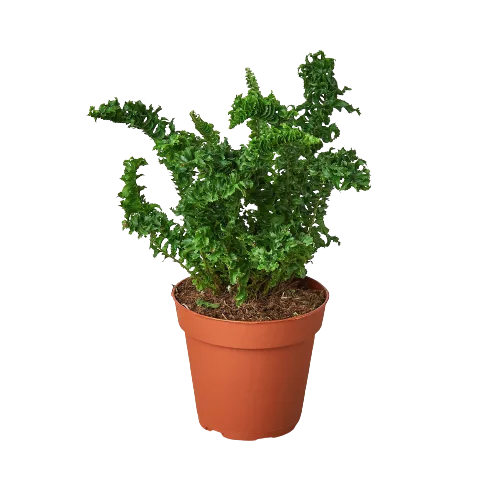 A small plant in a pot on a black background at the best nursery near me.