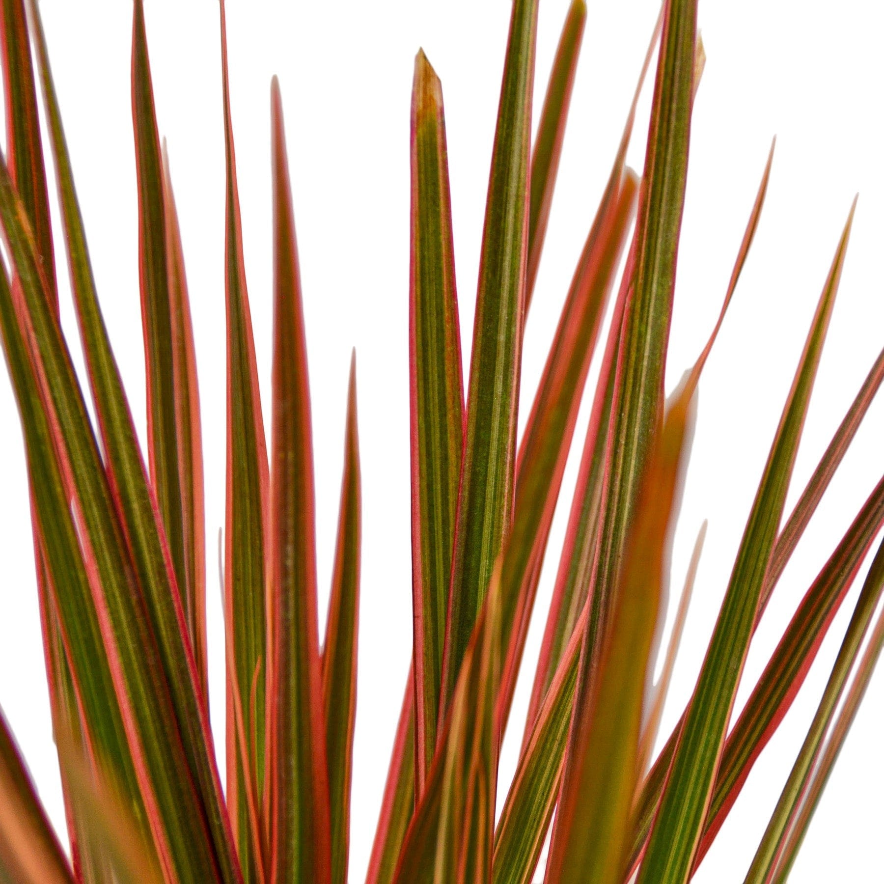 A close up of a plant with red and green leaves at the best garden nursery near me.