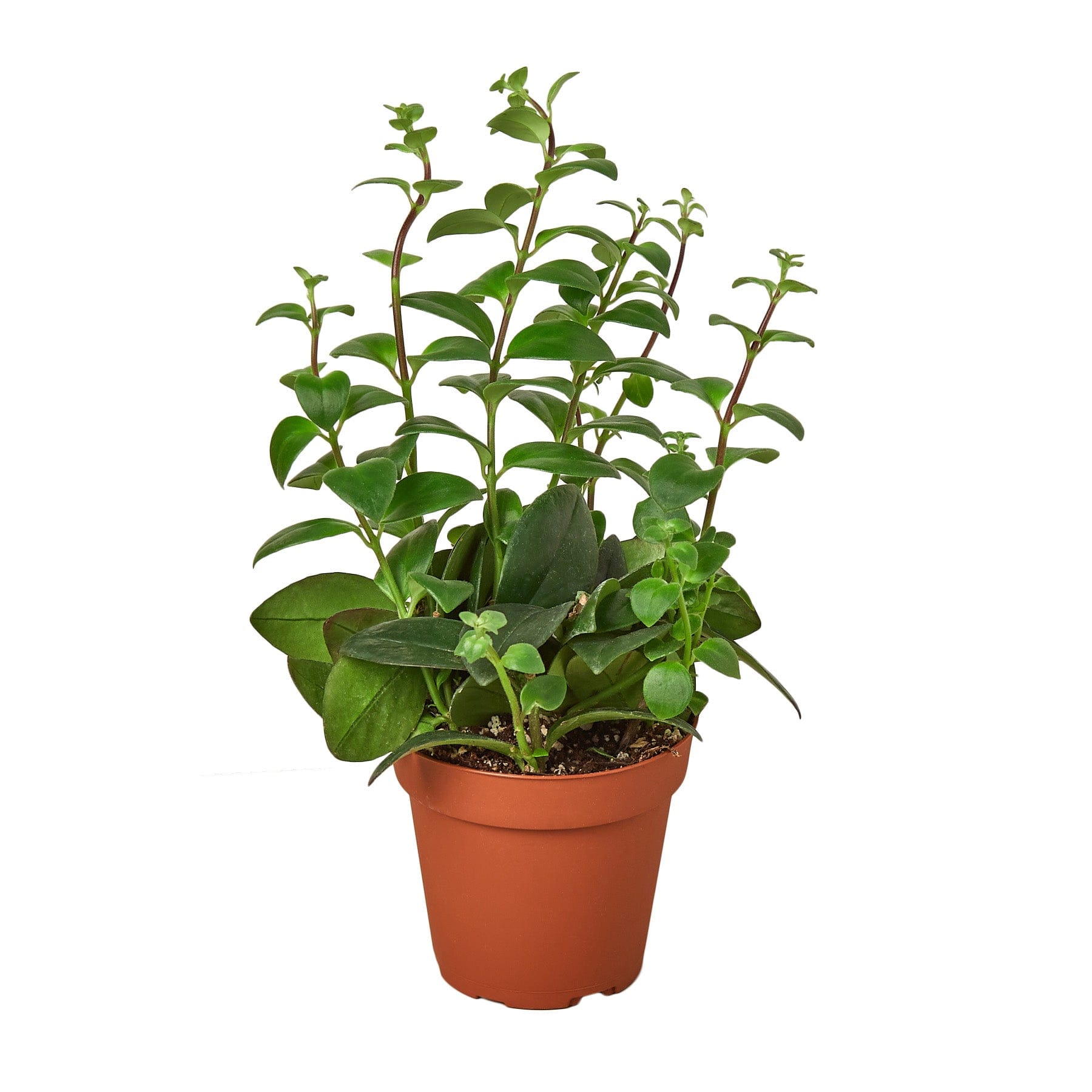 A small plant in a pot on a white background at one of the best garden nurseries near me.