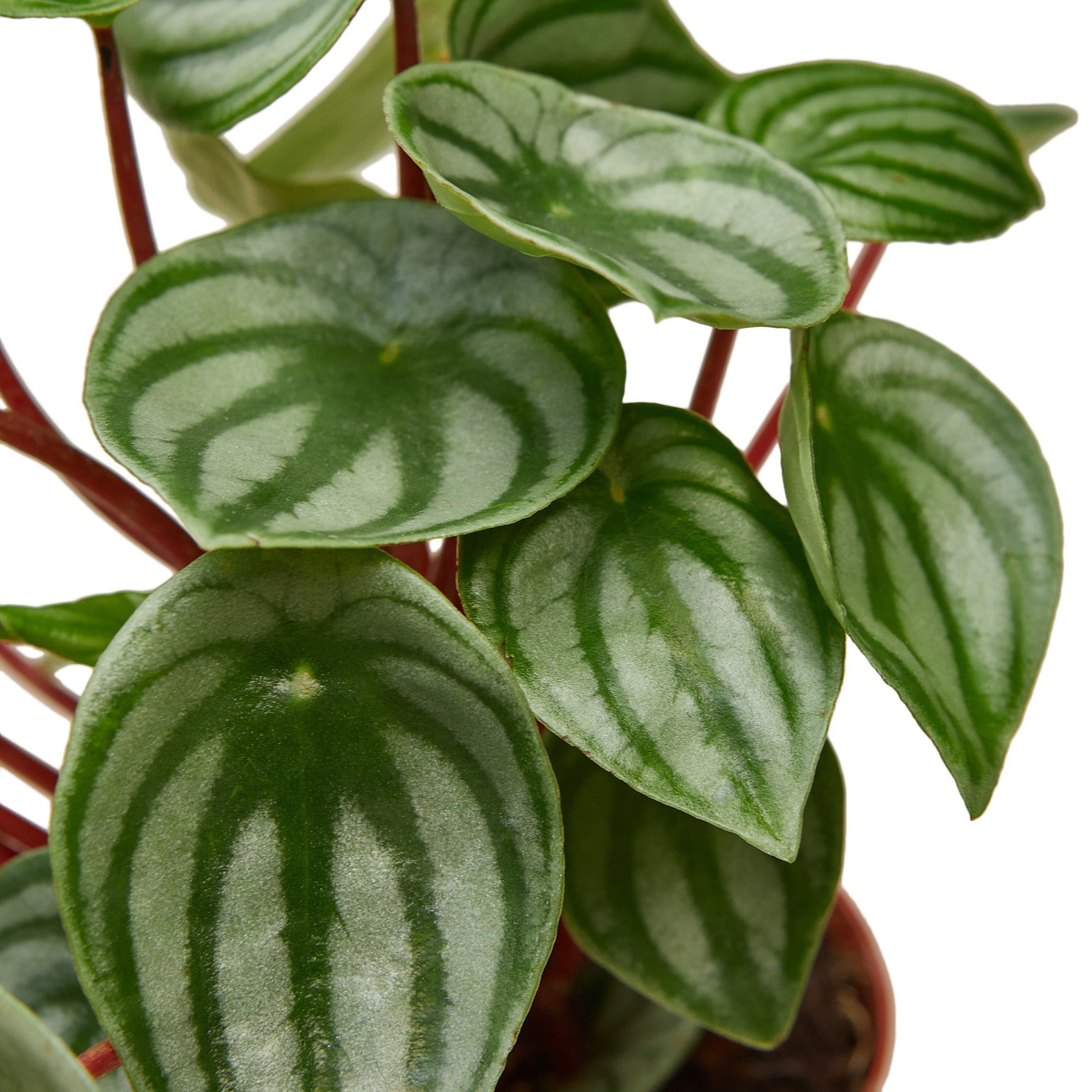 A green plant in a pot on a white background available at the best nursery near me.