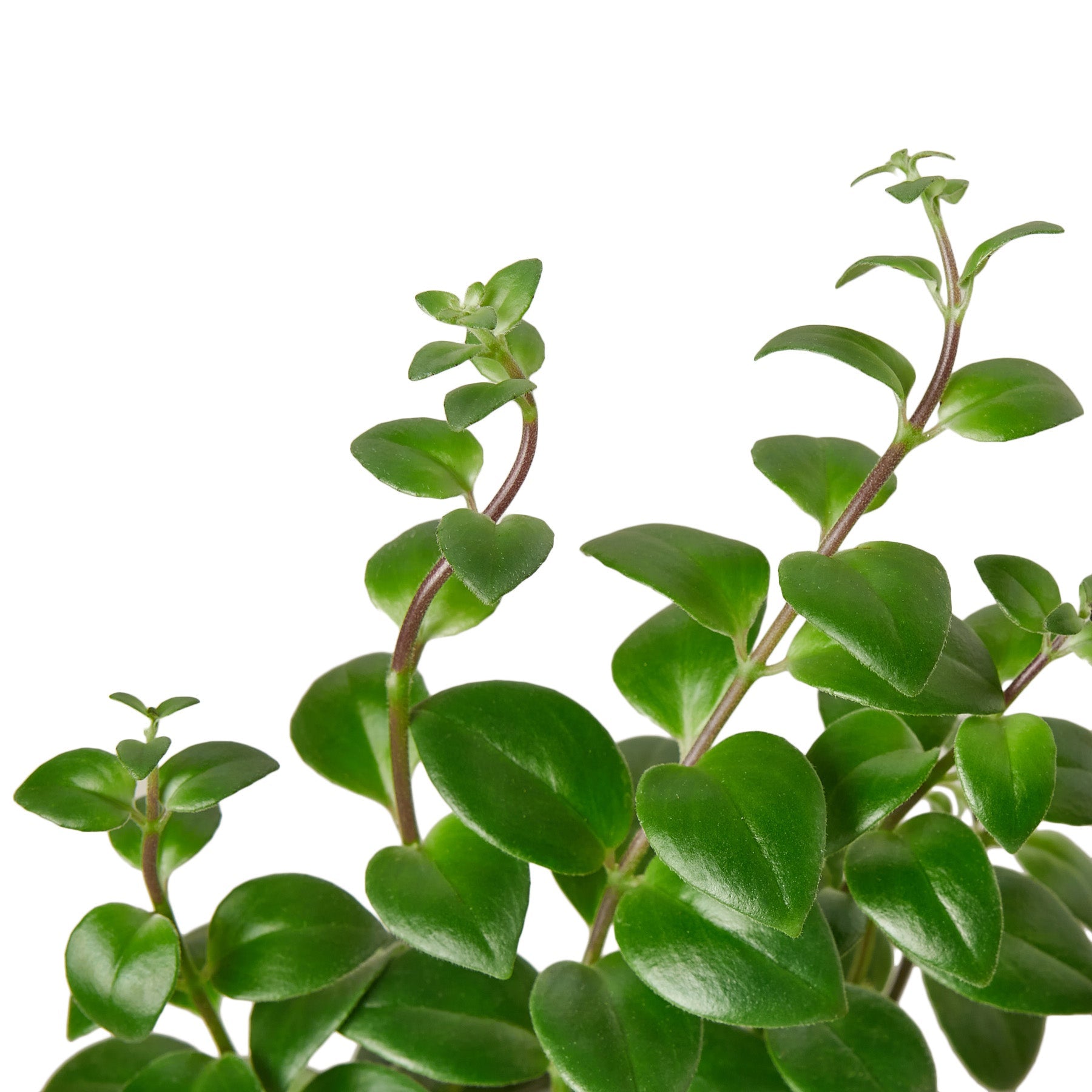 A vibrant plant with green leaves on a white background.