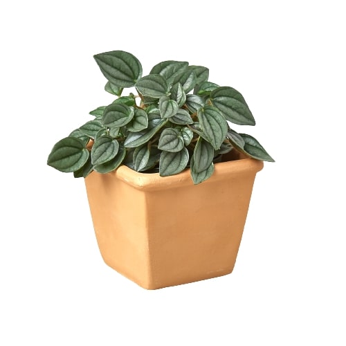 A plant in a tan pot on a white background at the best plant nursery near me.