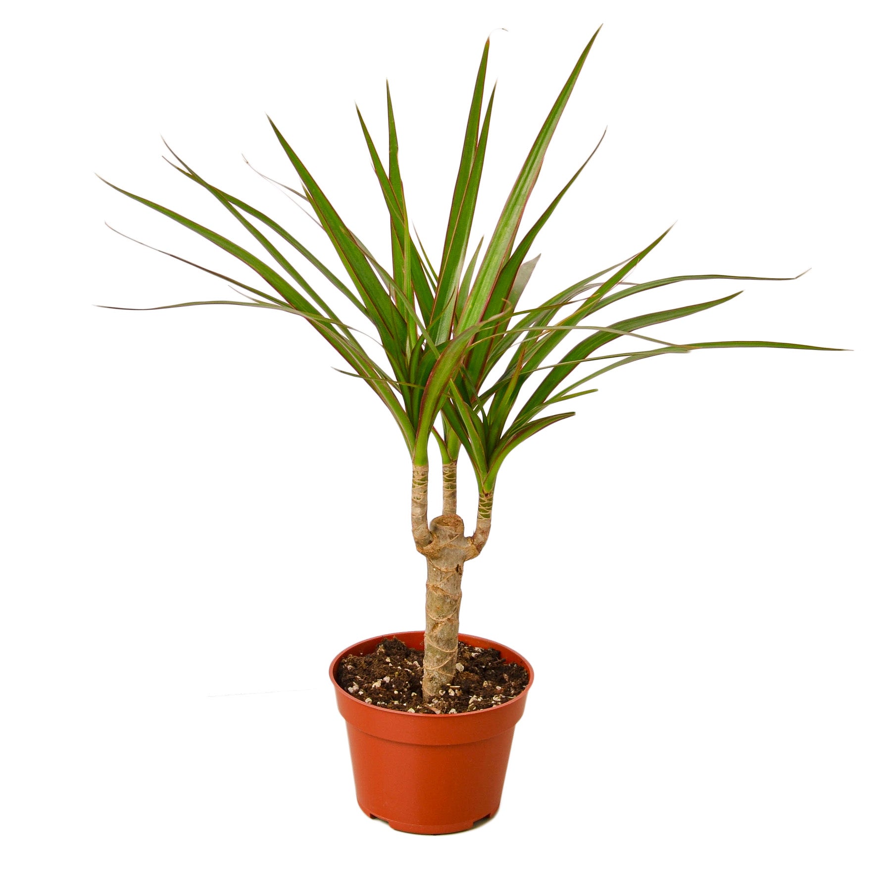 A palm tree in a pot on a white background, available at the top garden center near me.