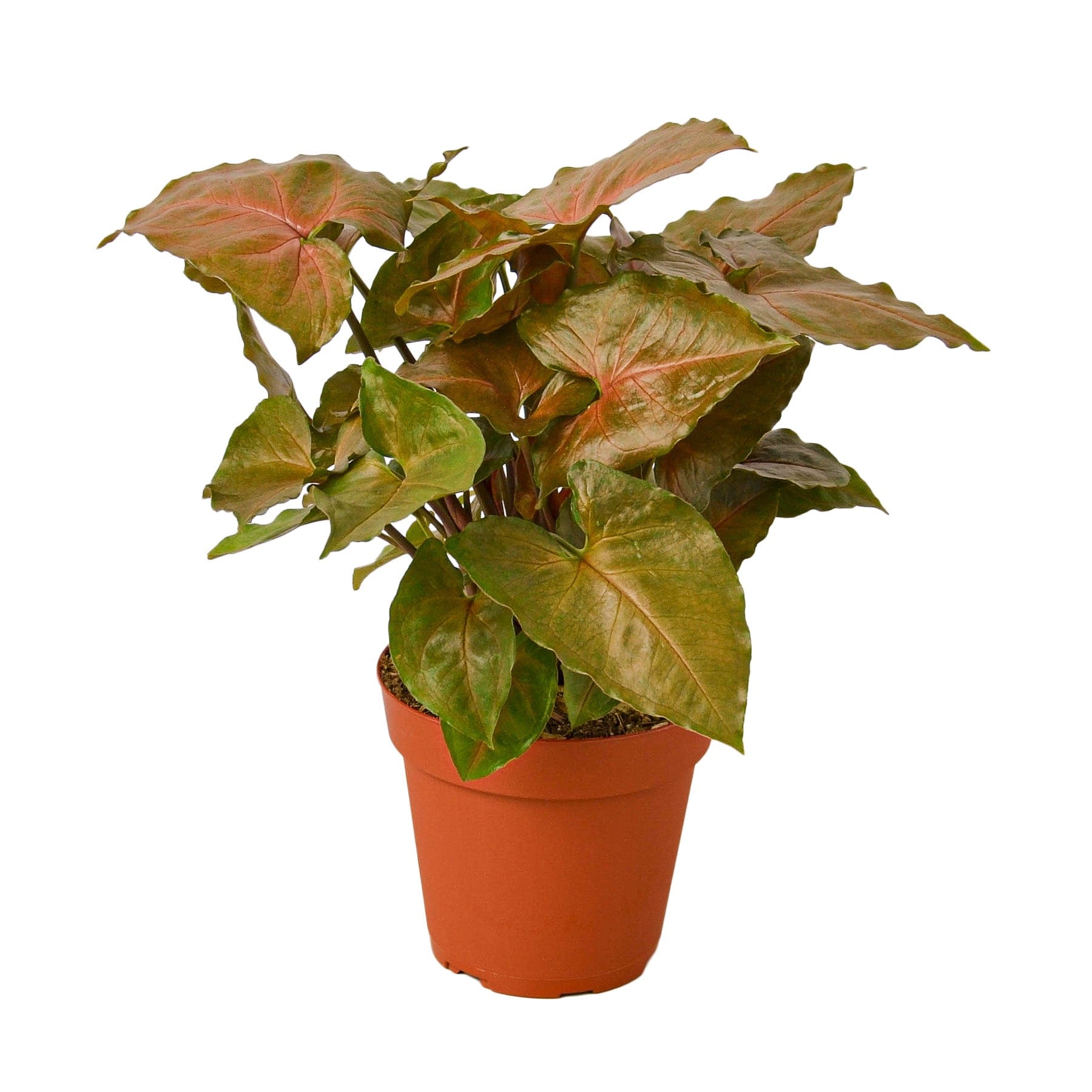 A plant in a brown pot on a white background at a plant nursery near me.