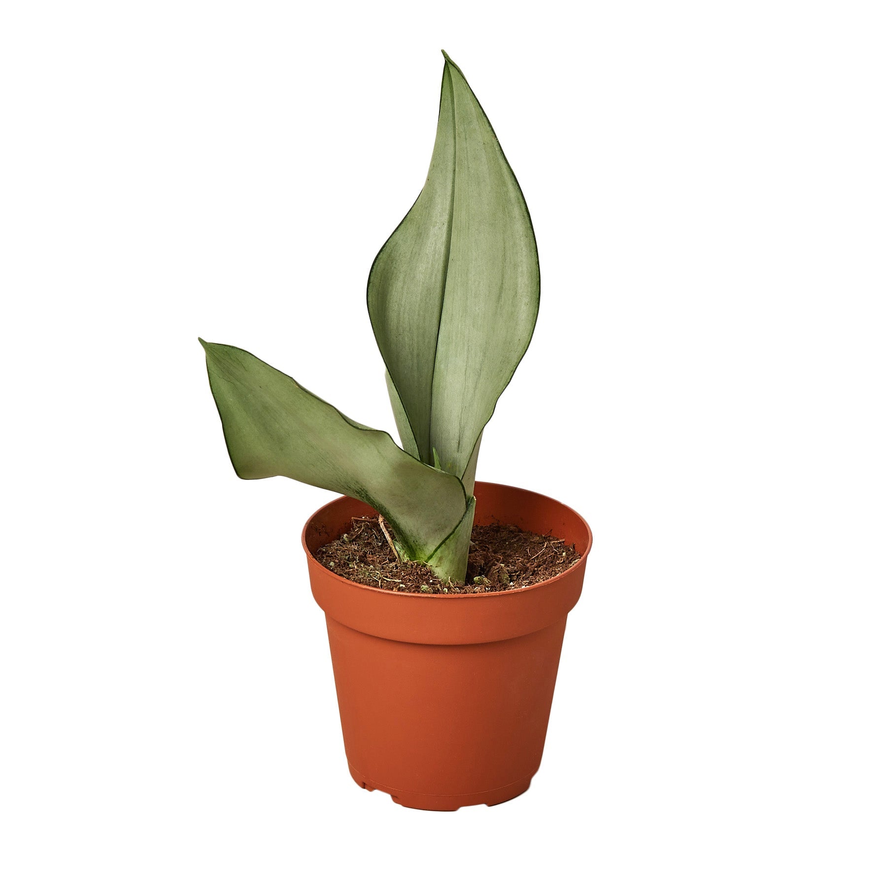 A potted plant on a white background available at a nearby nursery.