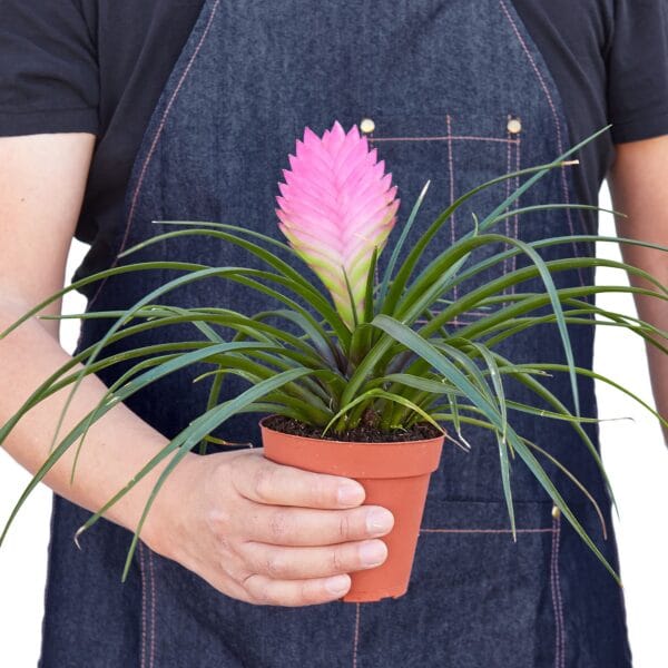 A man holding a pink plant in a pot at one of the best garden centers near me.