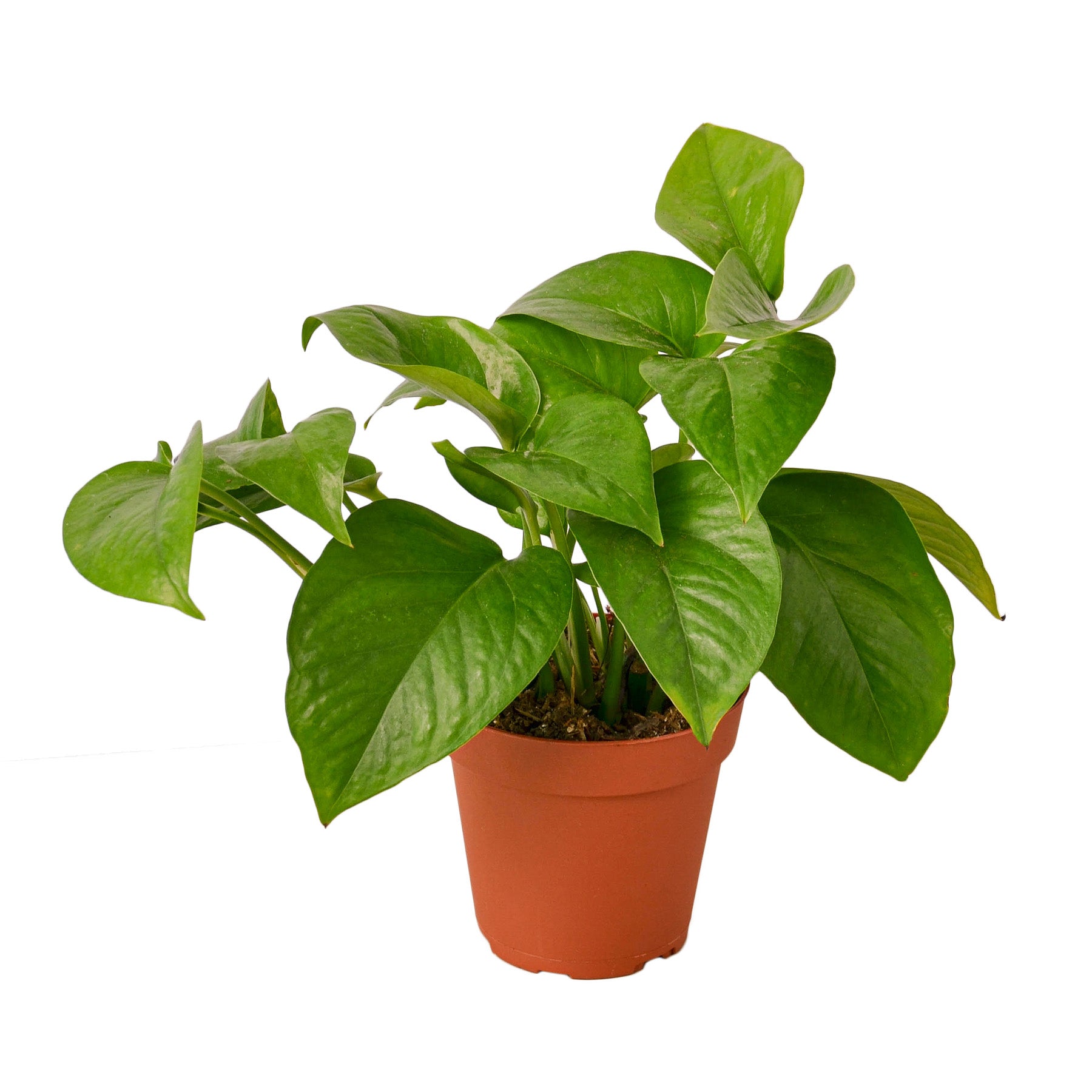 A white potted plant on a white background.