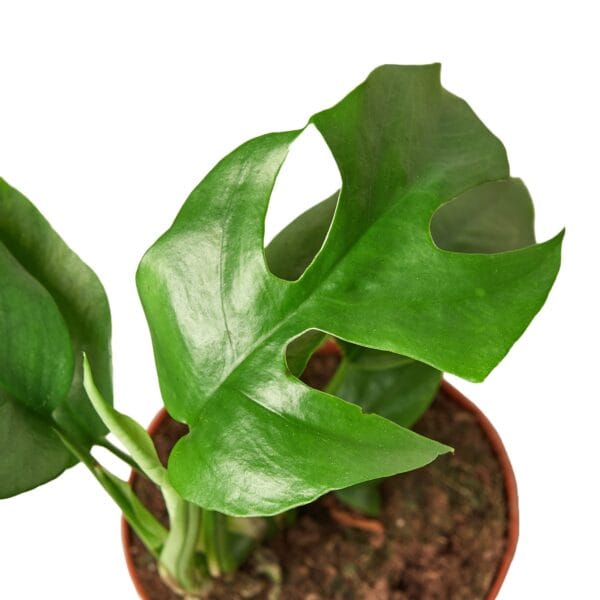 A plant with green leaves in a pot on a white background from a garden center near me.