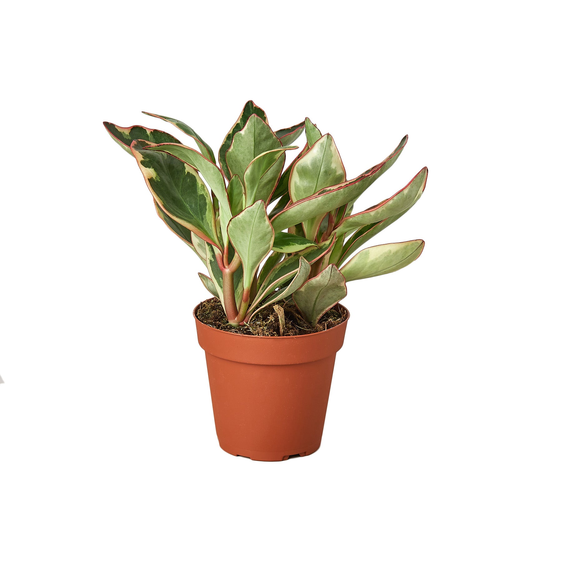 A plant in a brown pot on a white background available at a nearby garden center.