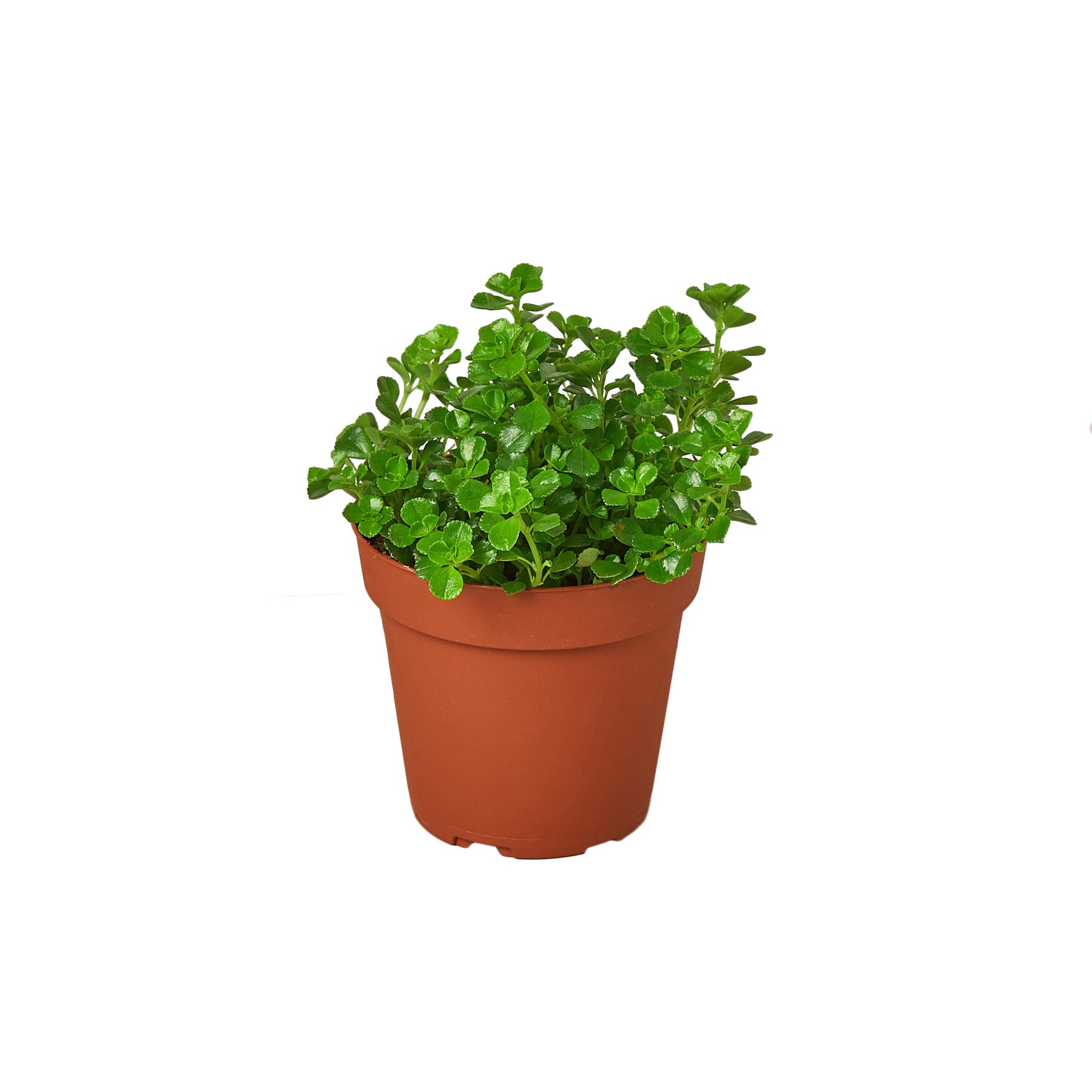 A small plant in a pot on a white background from the best nursery near me.