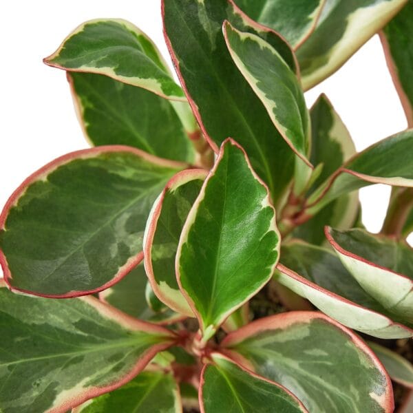 A vibrant plant with red and green leaves in a pot, available at the best garden center near me.