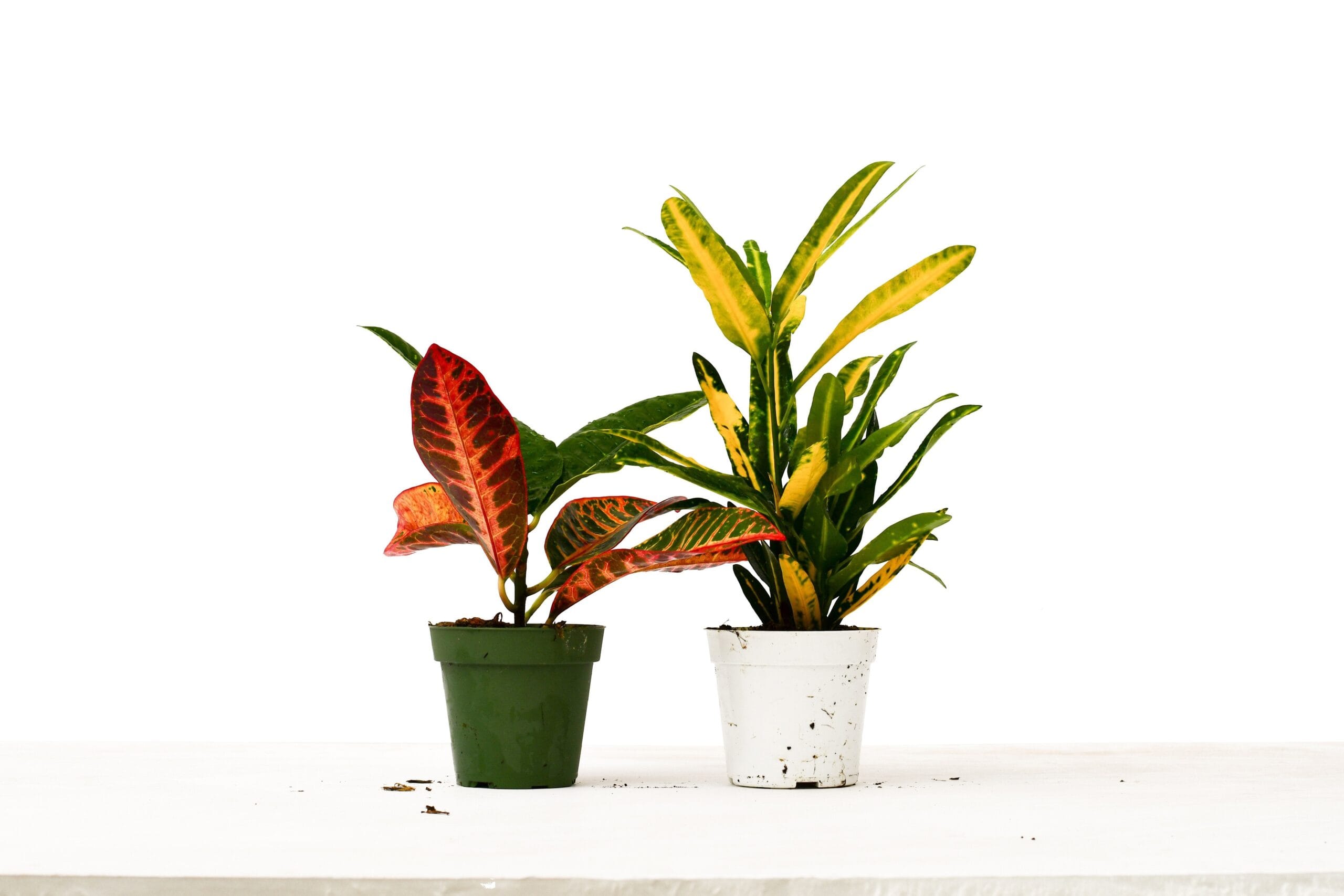 Two potted plants on a white surface at a garden center.