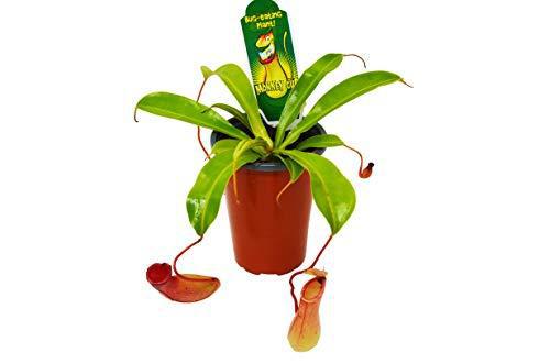 A pitcher plant in a pot displayed on a white background, available at one of the top garden centers near me.
