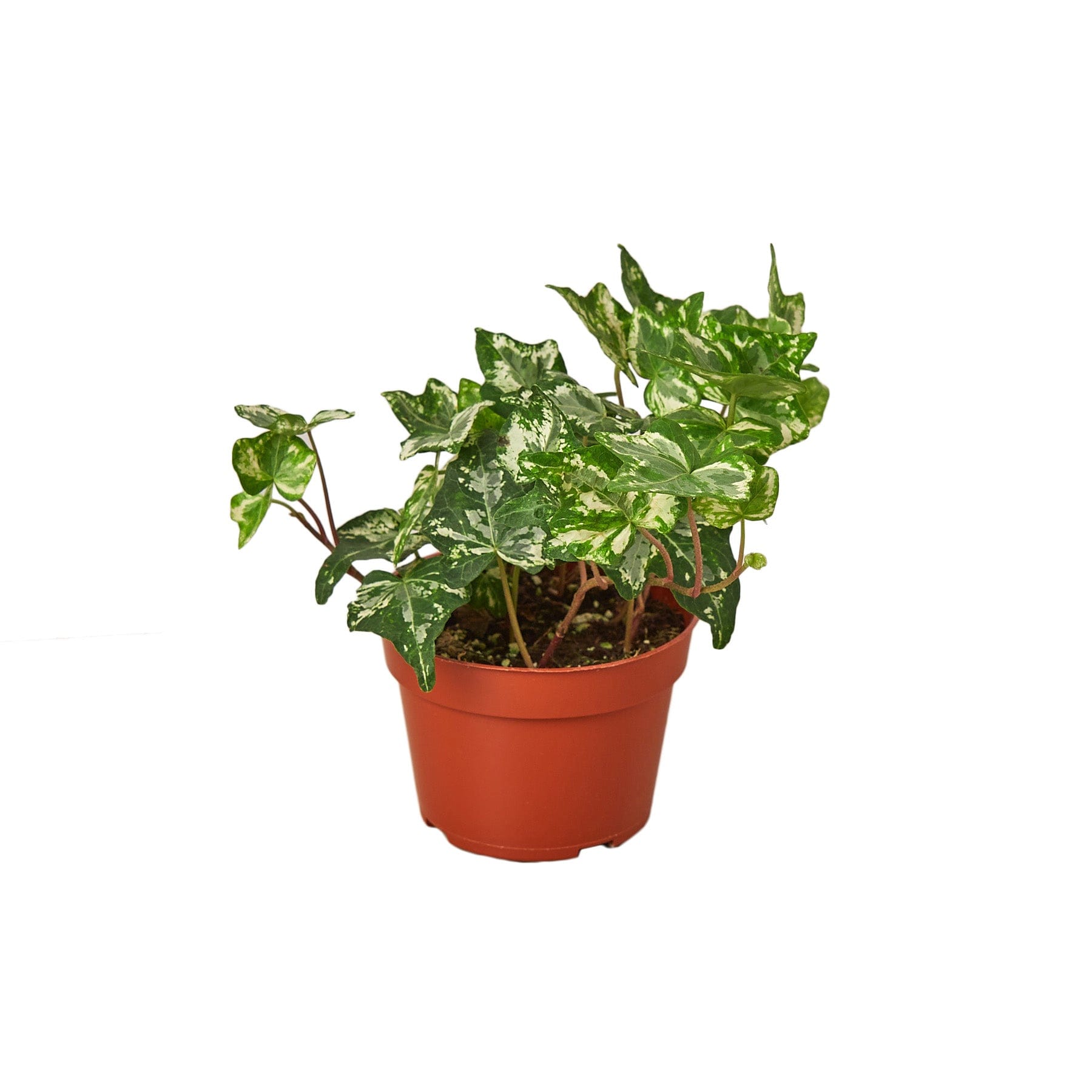 A potted plant on a white background at a top garden center near me.