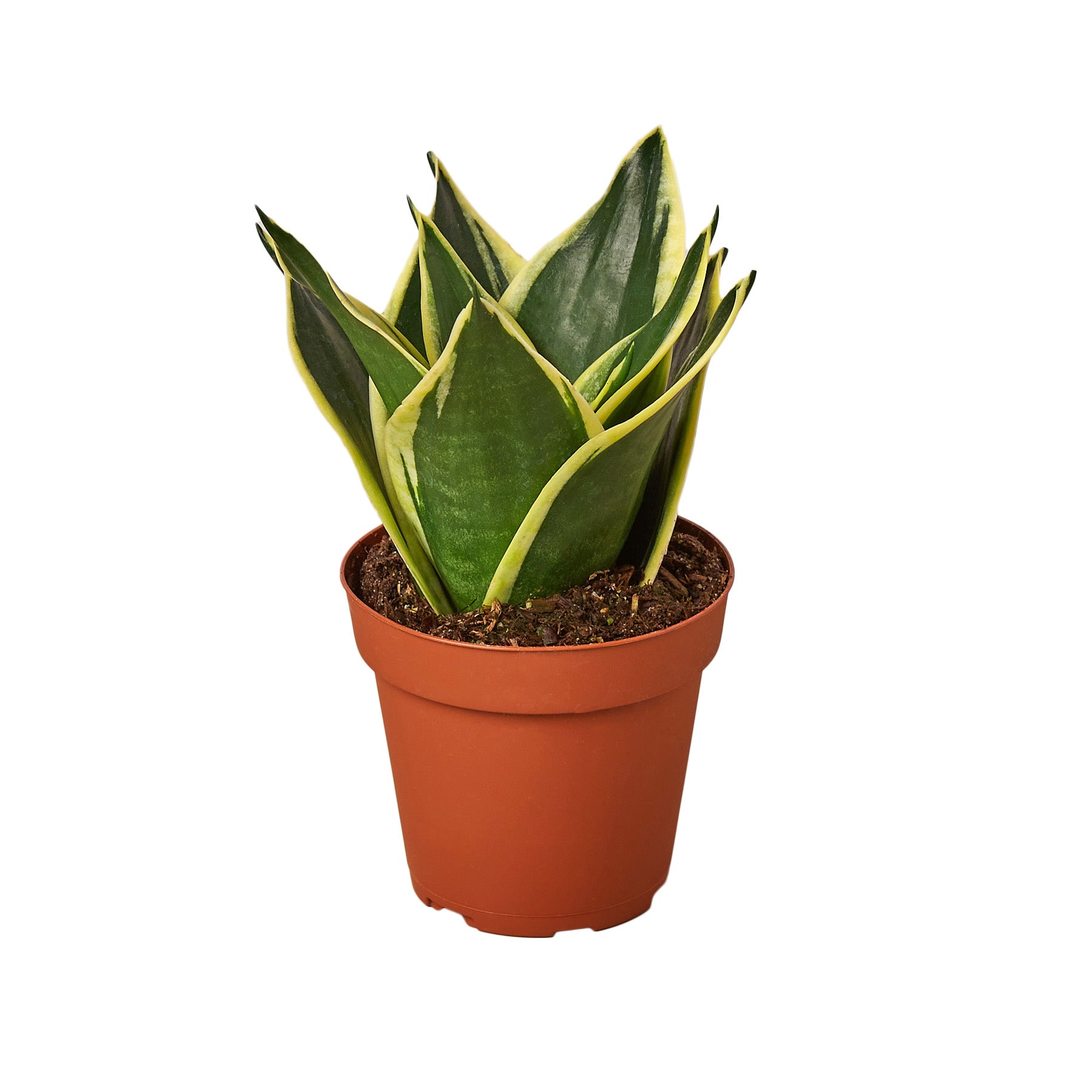 Aloe vera plant in a pot on a white background available at a nearby plant nursery.
