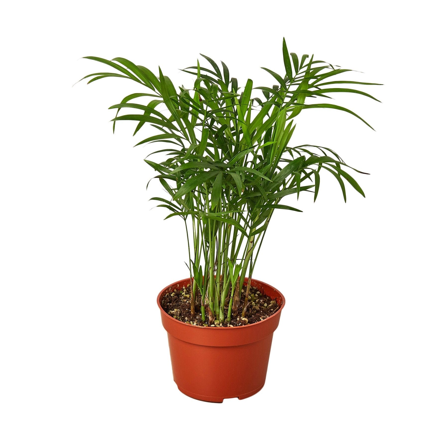 A potted palm tree on a white background.