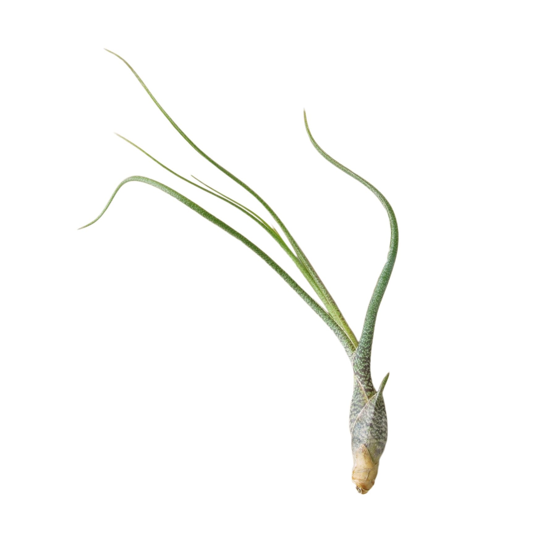 A small air plant on a white background at a garden center near me.