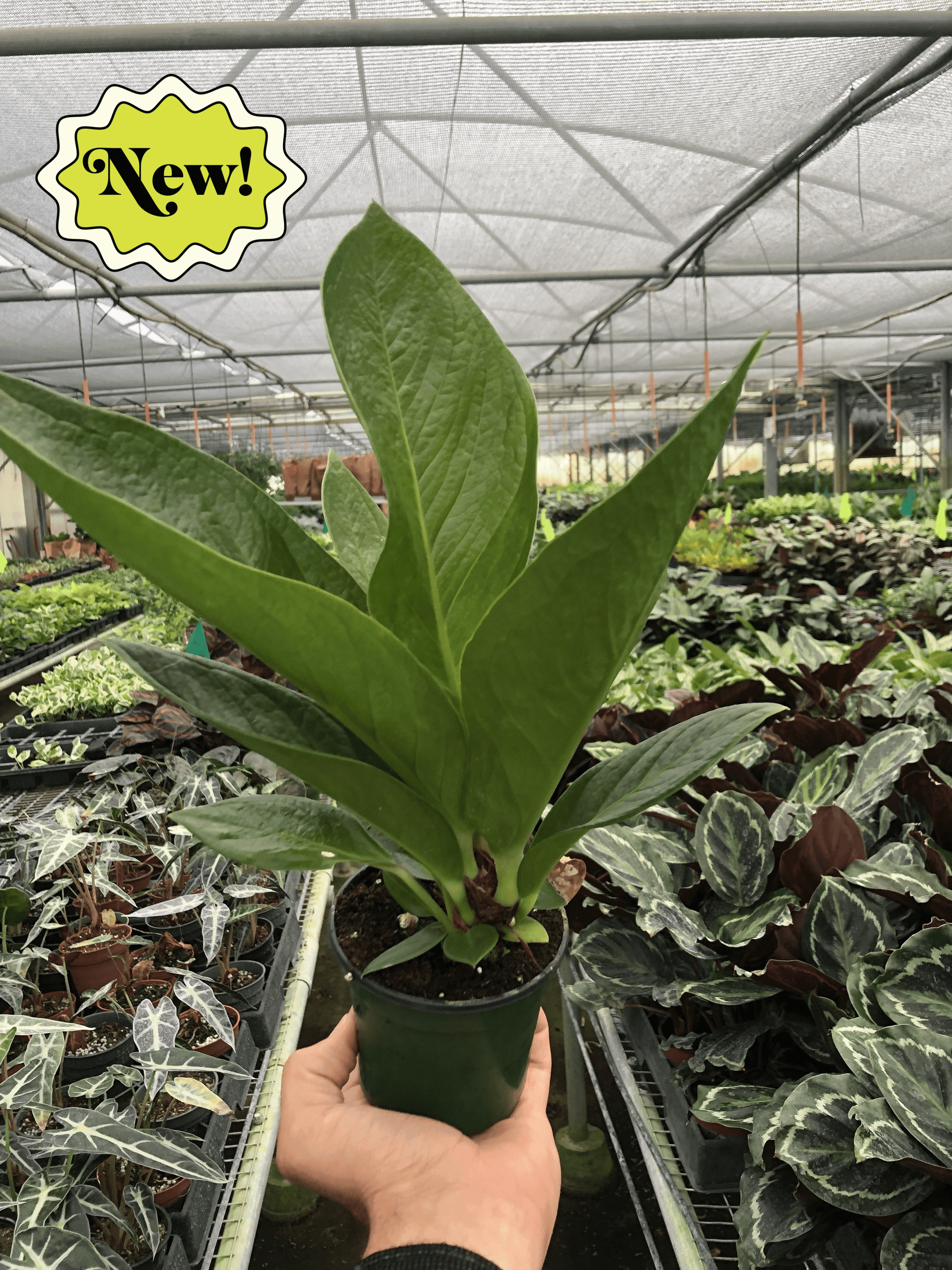 In a greenhouse, a person carefully nurtures a plant, showcasing the expertise of the best plant nursery near me.